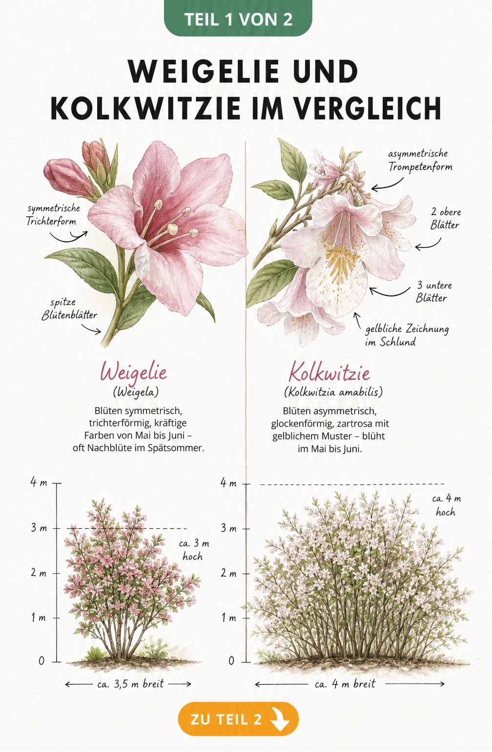 Botanische Illustration von Weigelie und Kolkwitzie mit Blütenkelchen und Wuchssilhouetten im Vergleich