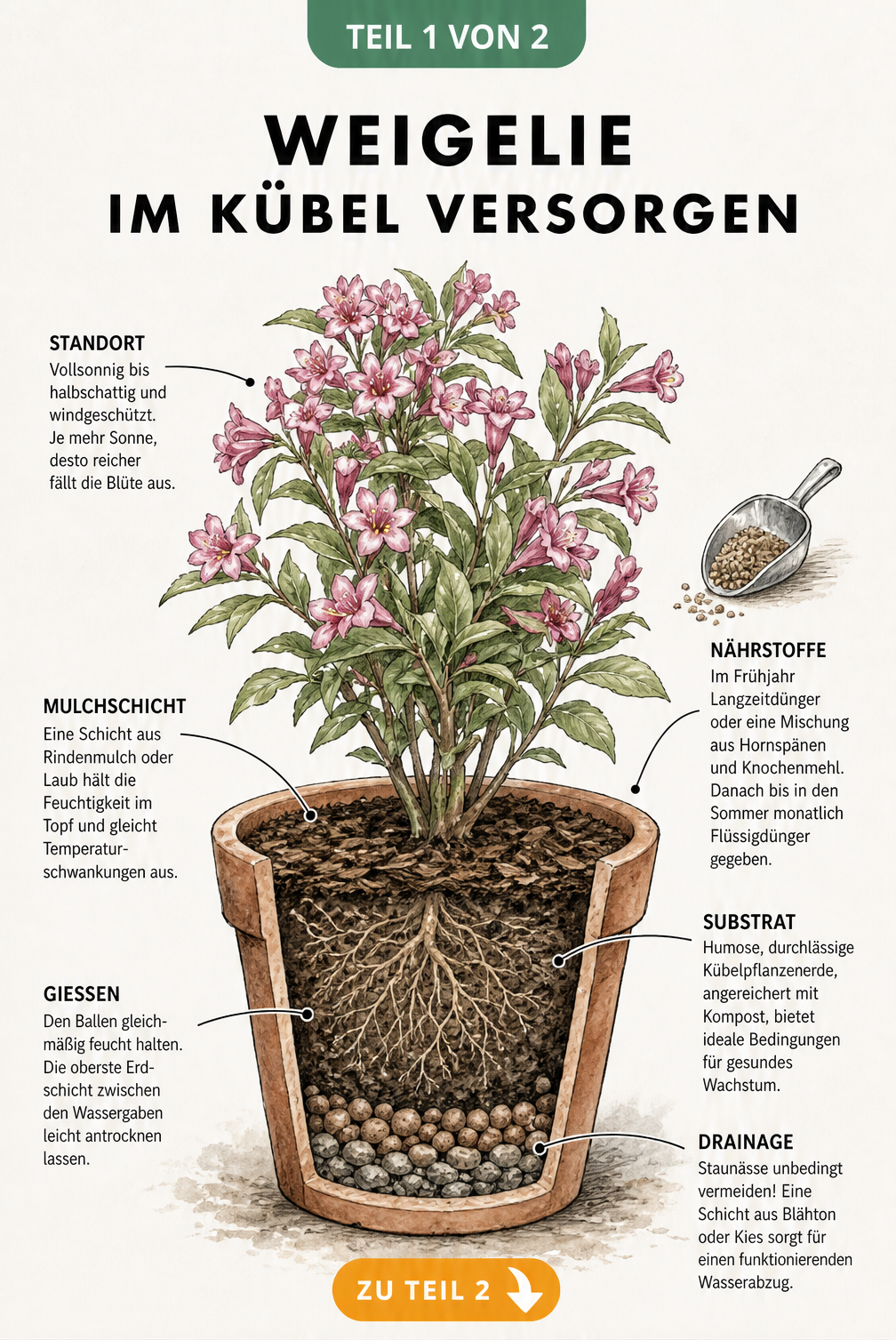Botanische Illustration einer blühenden Weigelie im Kübel mit Hinweisen zu Standort, Substrat, Drainage, Gießen und Düngen.