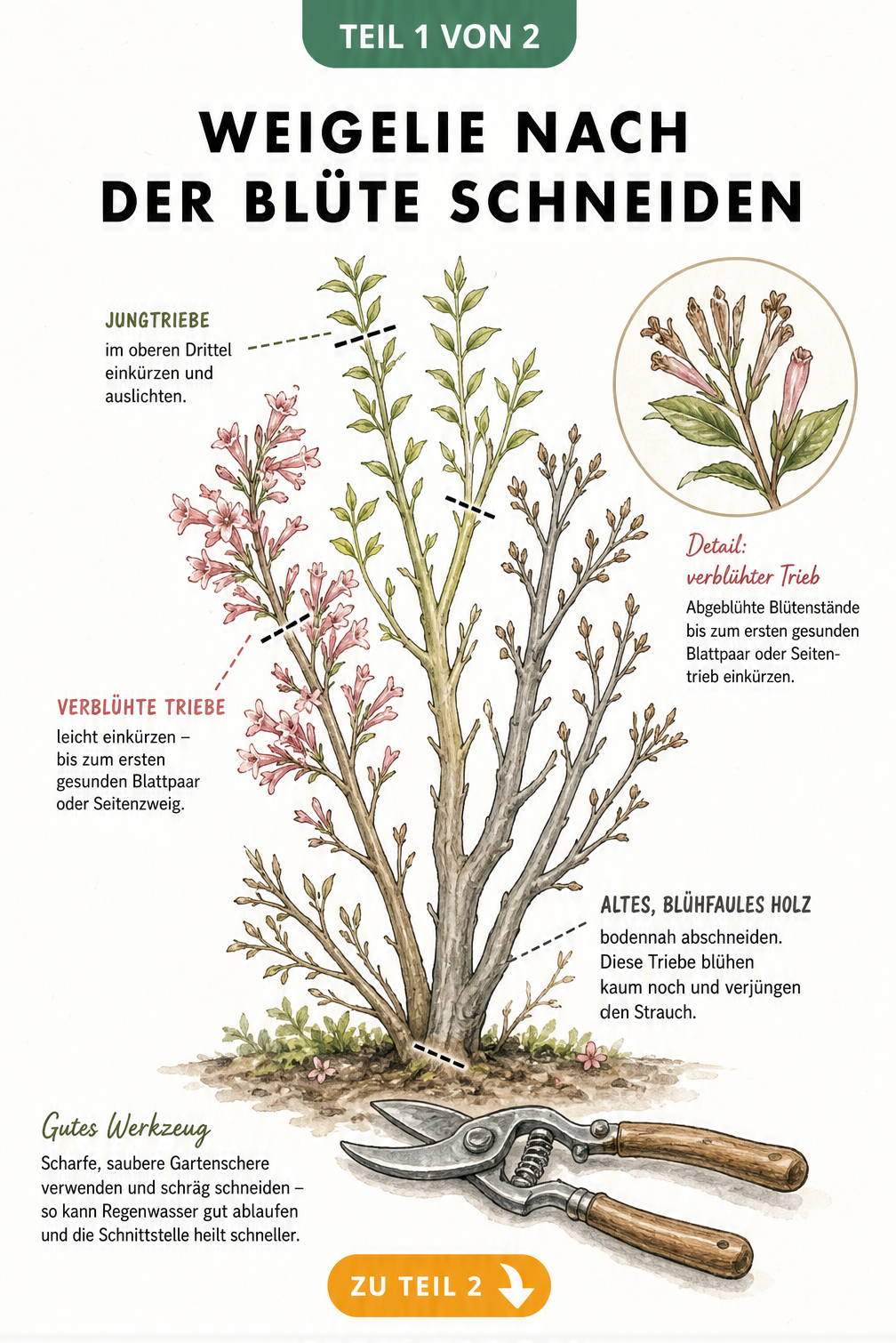Botanische Illustration einer Weigelie mit Markierungen für den richtigen Schnitt nach der Blüte