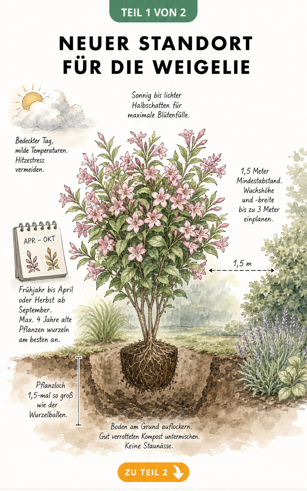 Botanische Illustration einer Weigelie mit Erd-Querschnitt, die den idealen Standort, Platzbedarf und die Pflanzlochgröße zeigt.