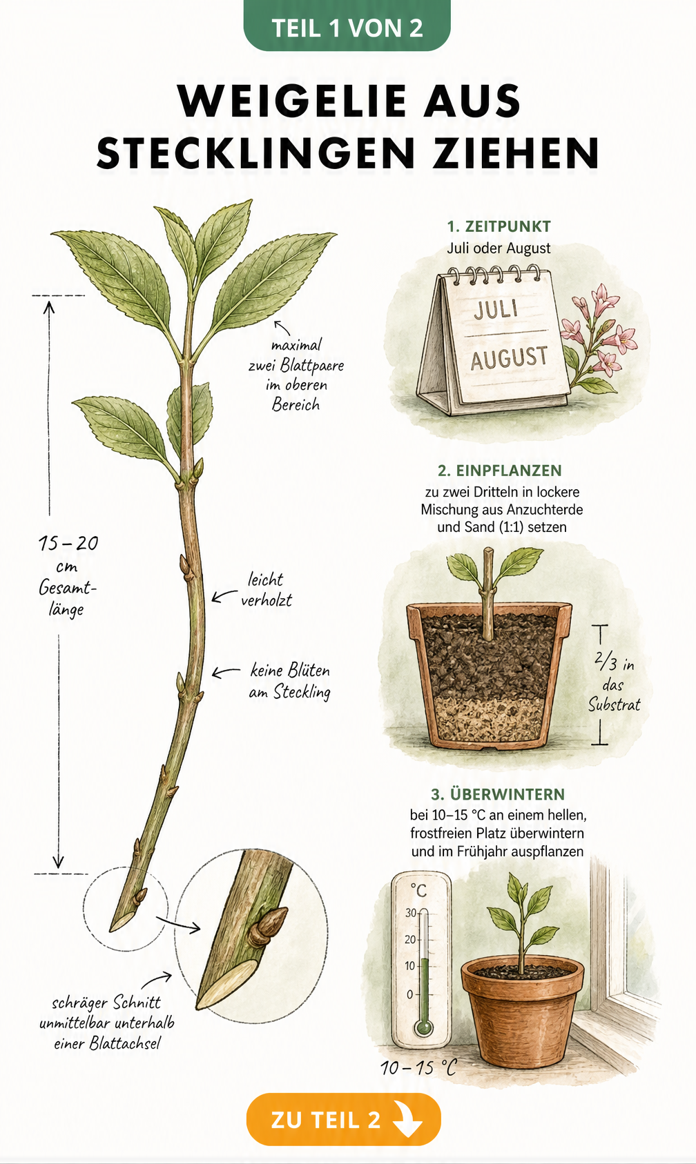 Botanische Illustration eines Weigelien-Stecklings mit Maßangaben und Vignetten zum Schnittzeitpunkt, Substrat und Winterquartier