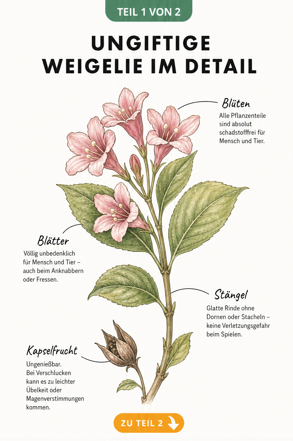 Botanische Illustration eines Weigelien-Zweigs mit Blüten, Blättern und Kapselfrucht, die die Ungiftigkeit der Pflanze zeigt