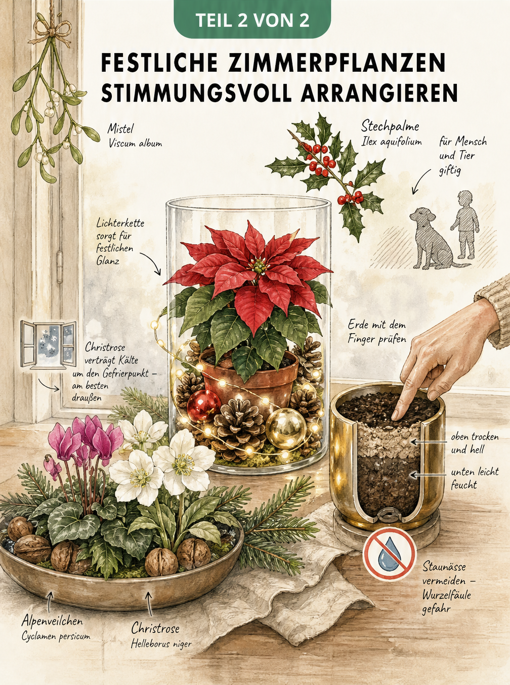 Aquarell-Illustration einer festlich dekorierten Fensterbank mit Weihnachtsstern im Glaszylinder, Alpenveilchen, Christrose, Mistelzweig und Gieß-Tipps.