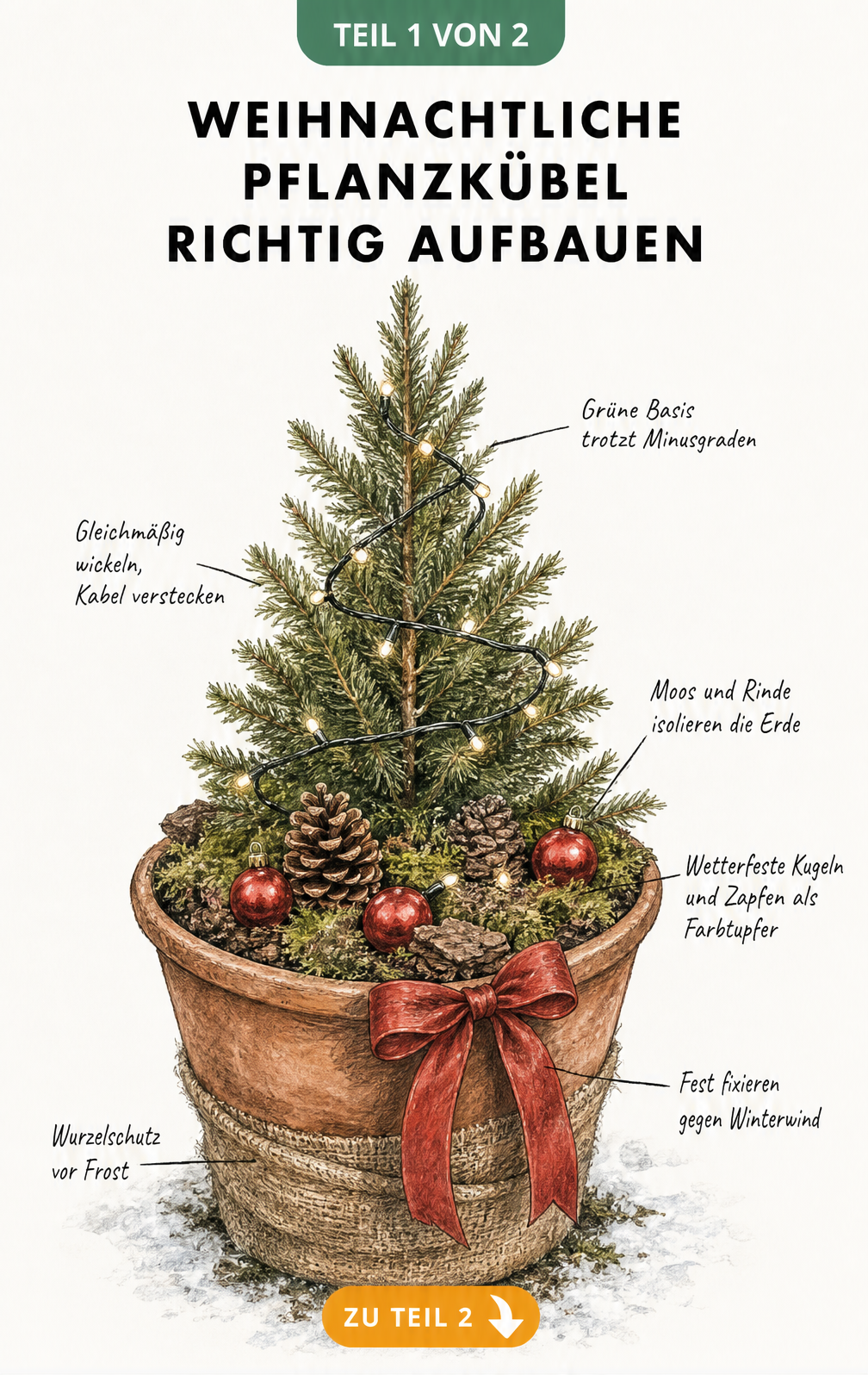 Schnittzeichnung eines weihnachtlichen Pflanzkübels mit Zuckerhutfichte, Jute-Wurzelschutz, Moos, Rinde, Kiefernzapfen und Lichterkette