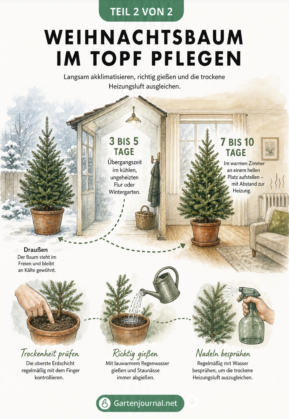 Illustration zur Pflege eines Weihnachtsbaums im Topf: Von der Akklimatisierung im kühlen Flur bis zur Pflege im warmen Wohnzimmer mit Gießen und Besprühen.