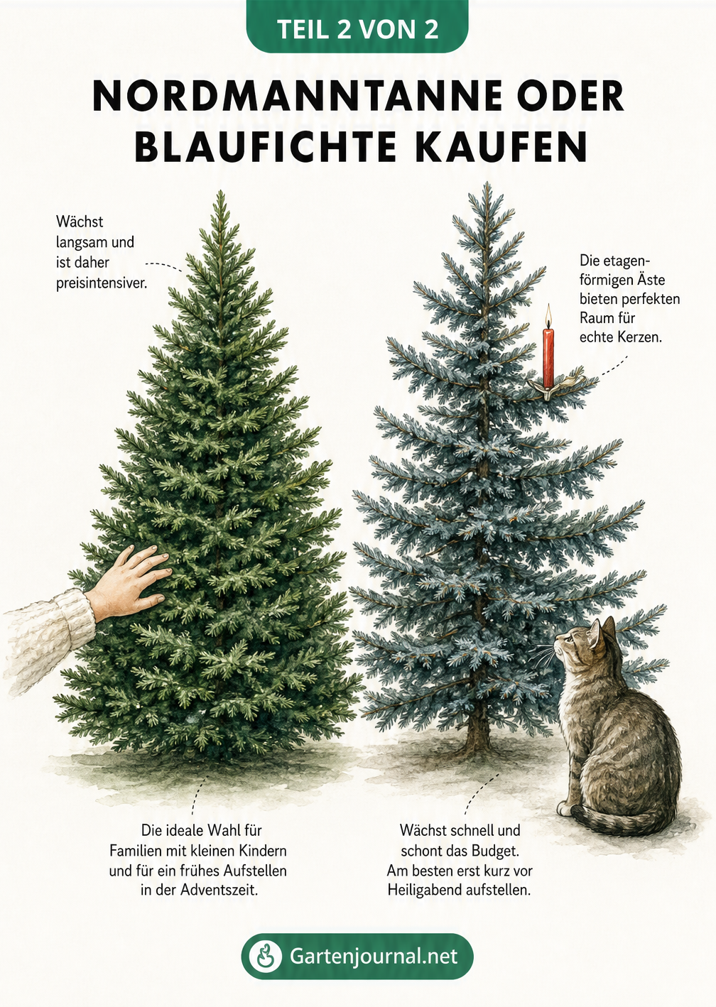 Illustration von Nordmanntanne und Blaufichte als Weihnachtsbäume im Wohnzimmer