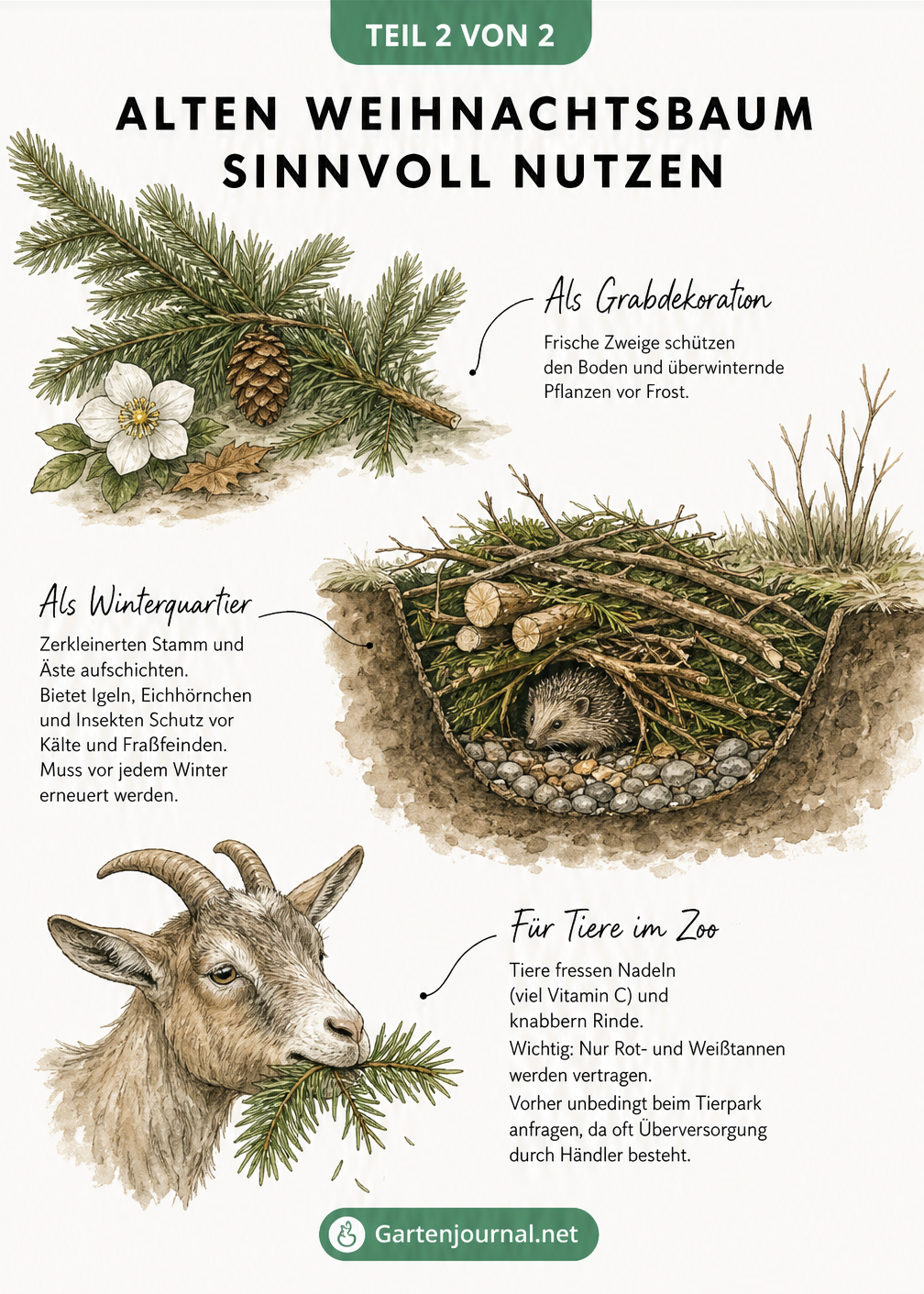 Garten-Skizze, die zeigt, wie alte Weihnachtsbäume als Grabdekoration, Unterschlupf für Igel oder Futter für Zootiere genutzt werden können