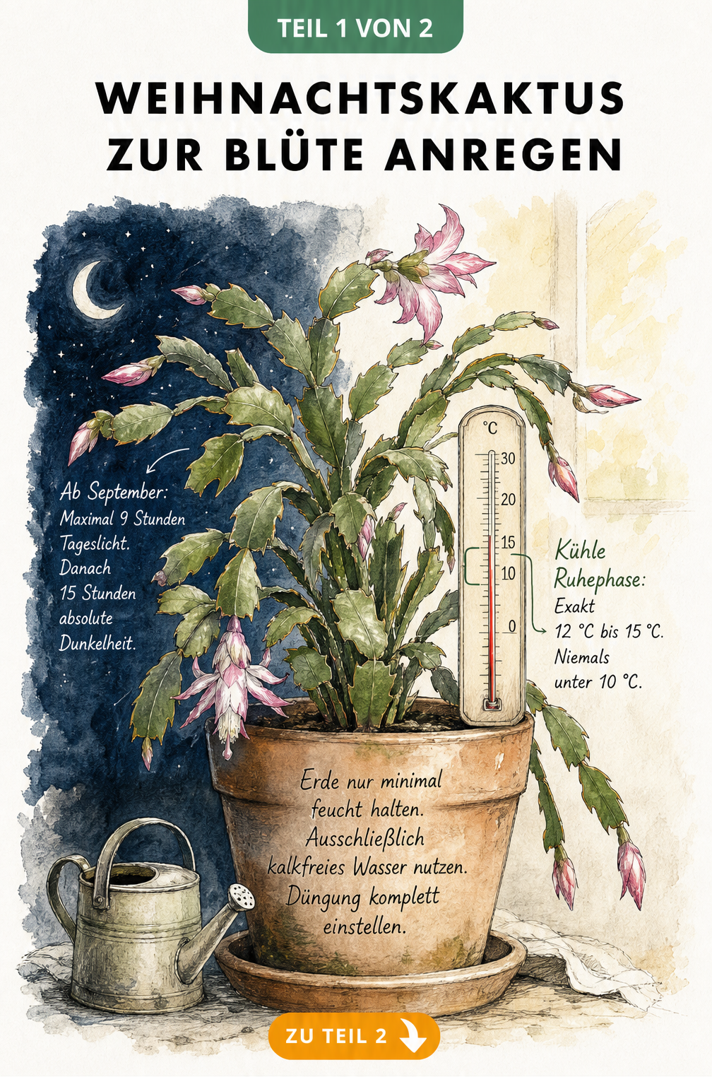 Botanische Illustration eines Weihnachtskaktus mit Hinweisen zu Lichtbedarf, Temperatur und Bewässerung für die Blüte
