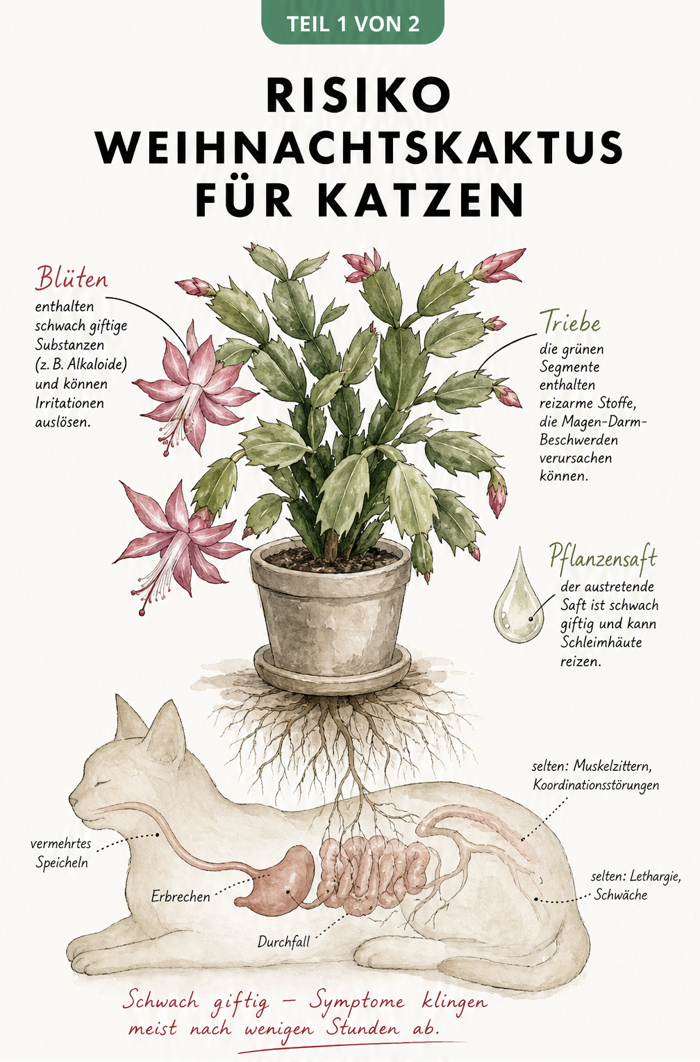 Botanische Illustration eines Weihnachtskaktus, die giftige Pflanzenteile und Symptome bei Katzen wie Erbrechen und Durchfall zeigt.