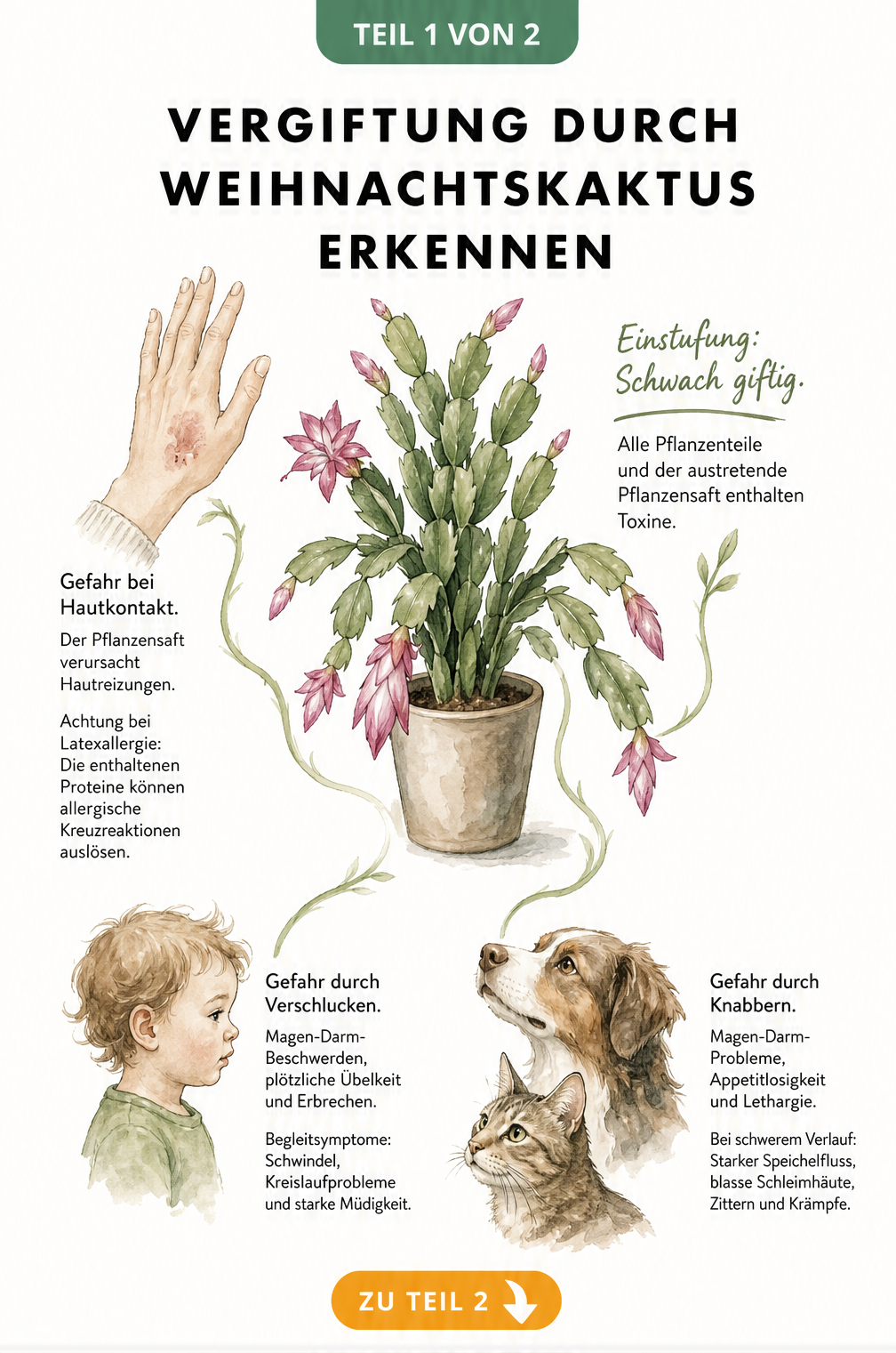 Illustration eines Weihnachtskaktus mit Hinweisen zur Giftigkeit für Erwachsene, Kinder und Haustiere