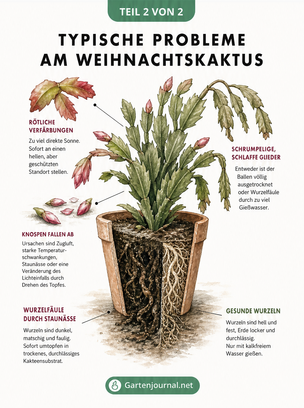 Botanische Illustration eines Weihnachtskaktus mit typischen Schadbildern wie schrumpeligen Blättern, abfallenden Knospen und Wurzelfäule