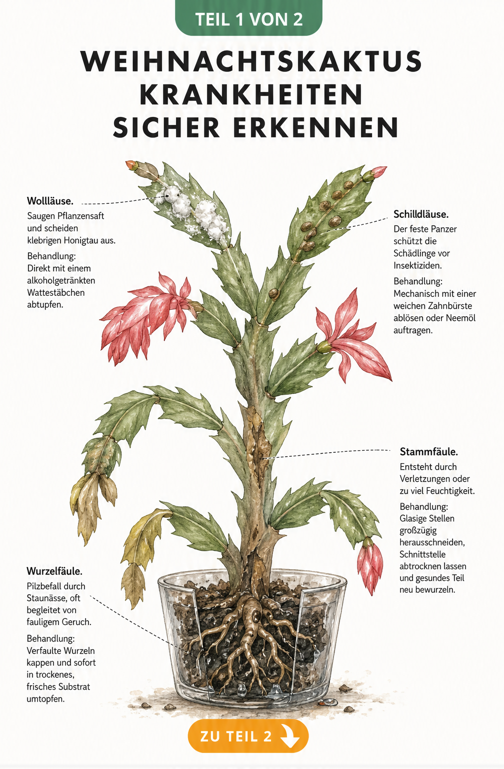 Illustration eines Weihnachtskaktus mit typischen Schadbildern wie Wollläusen, Schildläusen, Stammfäule und Wurzelfäule