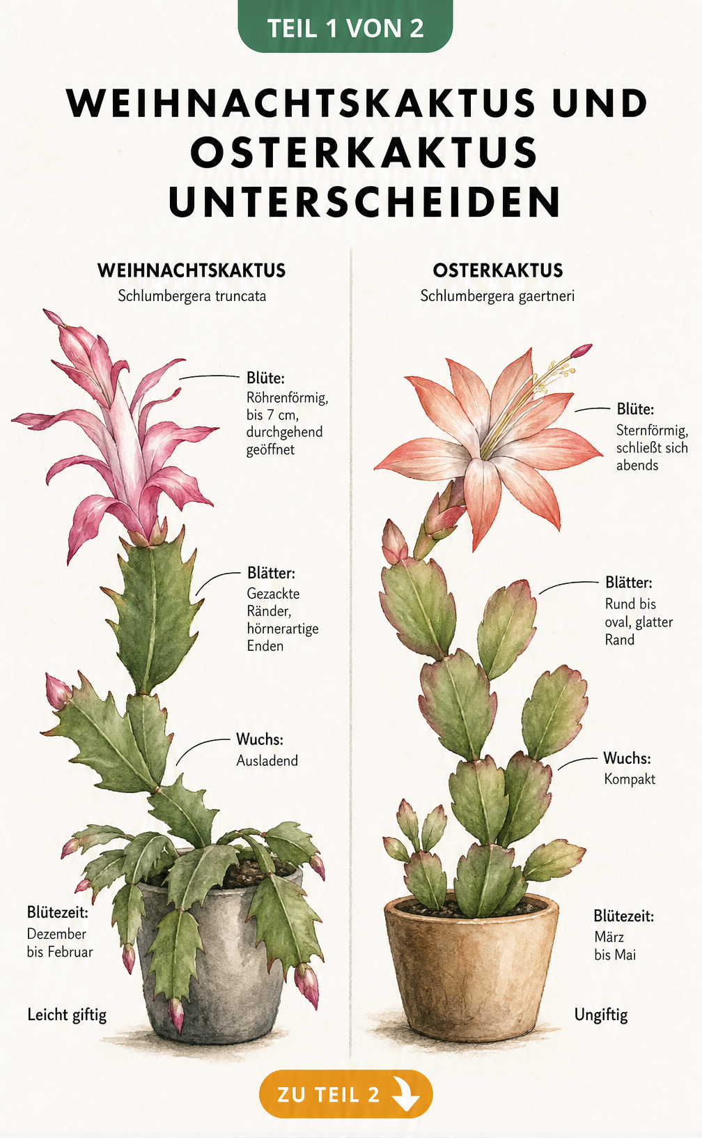 Botanische Illustration von Weihnachtskaktus und Osterkaktus mit Details zu Blüten und Blättern