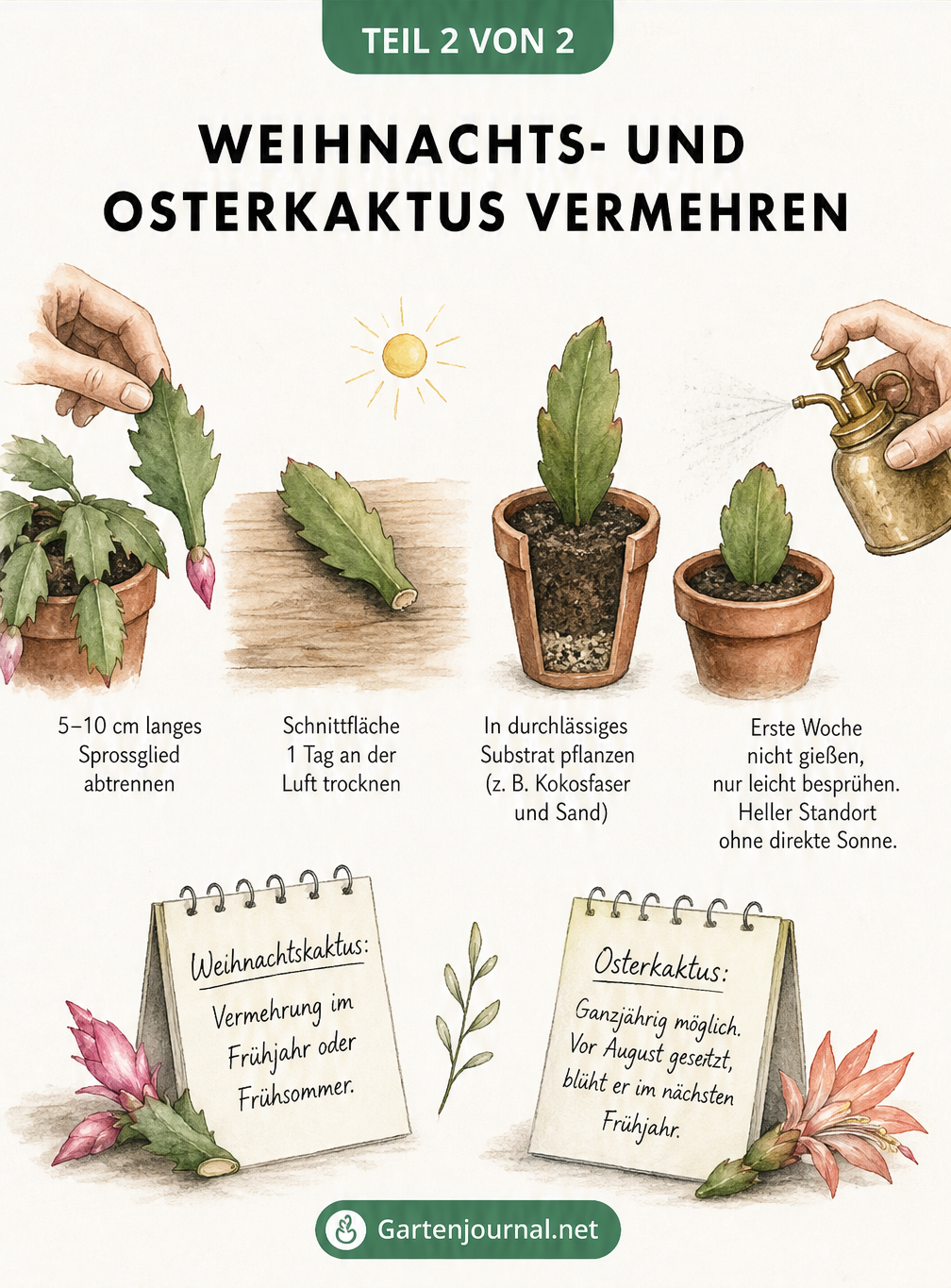Schritt-für-Schritt-Anleitung zur Vermehrung von Weihnachts- und Osterkaktus durch Stecklinge