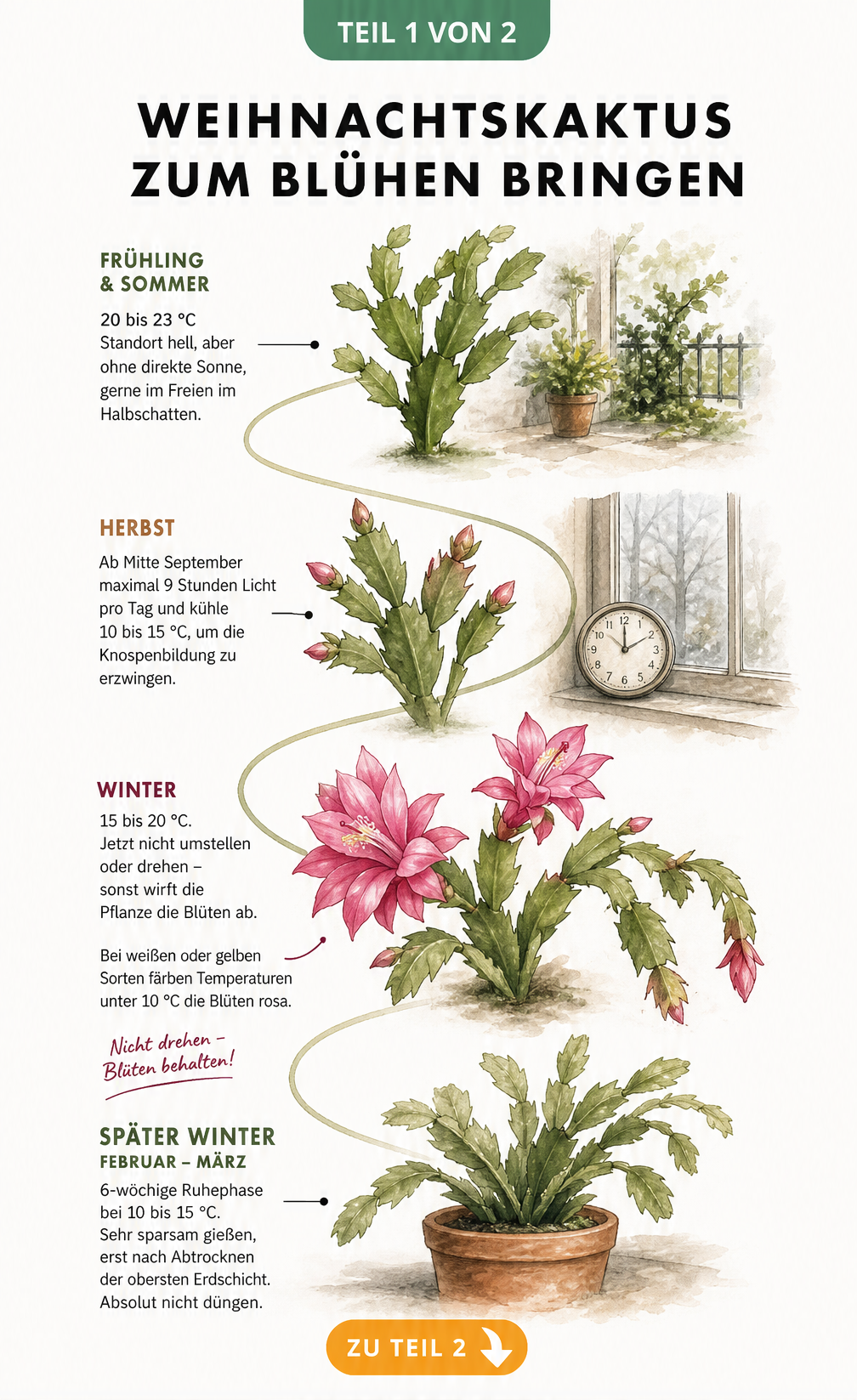 Jahreslauf des Weihnachtskaktus mit Pflegehinweisen zu Temperatur, Licht und Ruhephasen für eine reiche Blüte