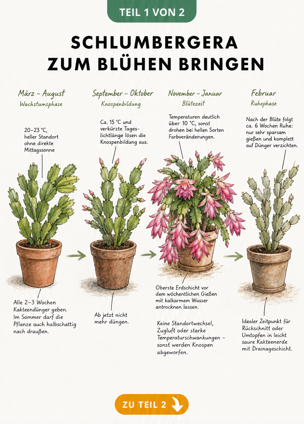 Aquarell-Illustration des Jahreszyklus eines Weihnachtskaktus mit Pflegehinweisen für Wachstum, Herbst, Blüte und Ruhephase