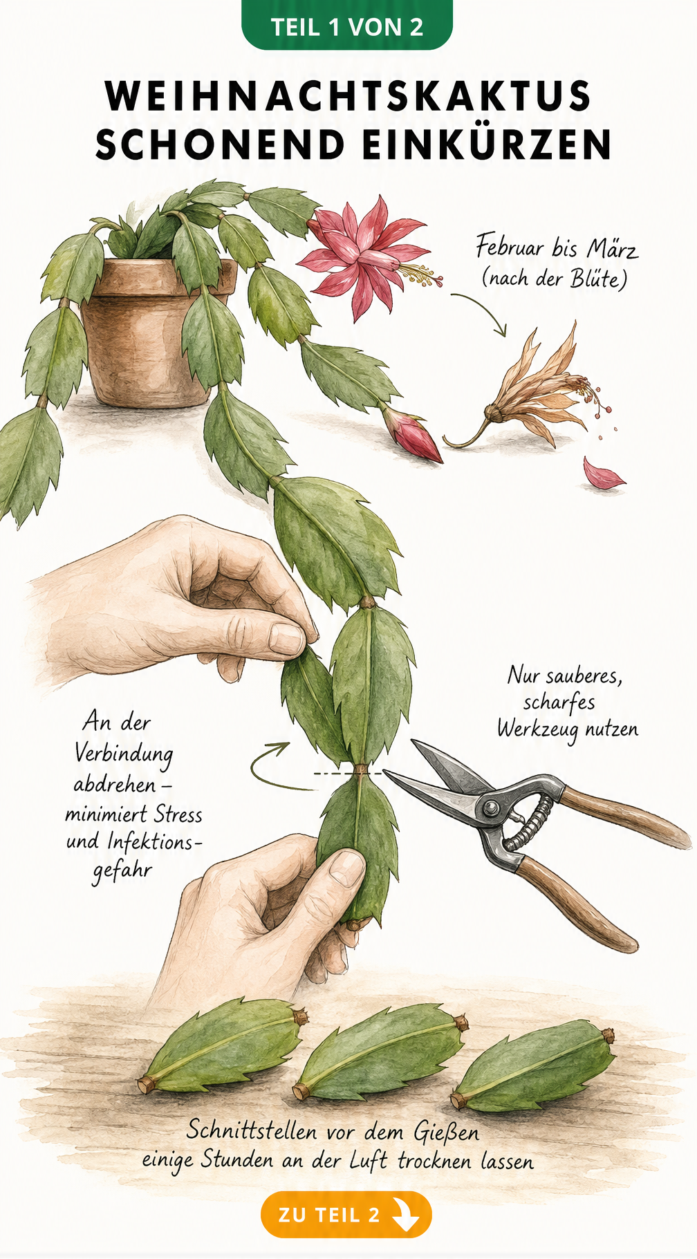 Botanische Illustration eines Weihnachtskaktus, die zeigt, wie man Triebsegmente im Februar oder März an der Verbindung abdreht.