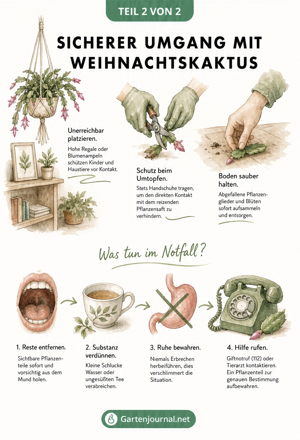 Skizze mit Tipps zur sicheren Platzierung des Weihnachtskaktus und einem Notfall-Ablauf bei Vergiftungen