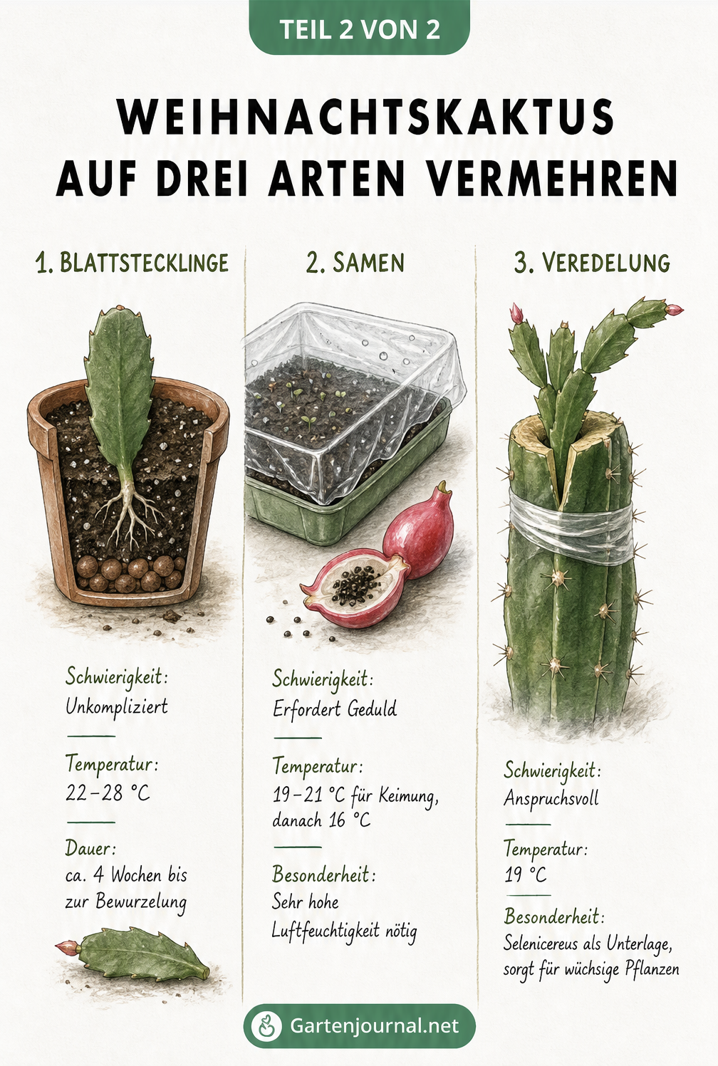 Übersicht der drei Vermehrungsmethoden für den Weihnachtskaktus: Blattstecklinge, Samen und Veredelung mit Angaben zu Schwierigkeit und Temperatur.