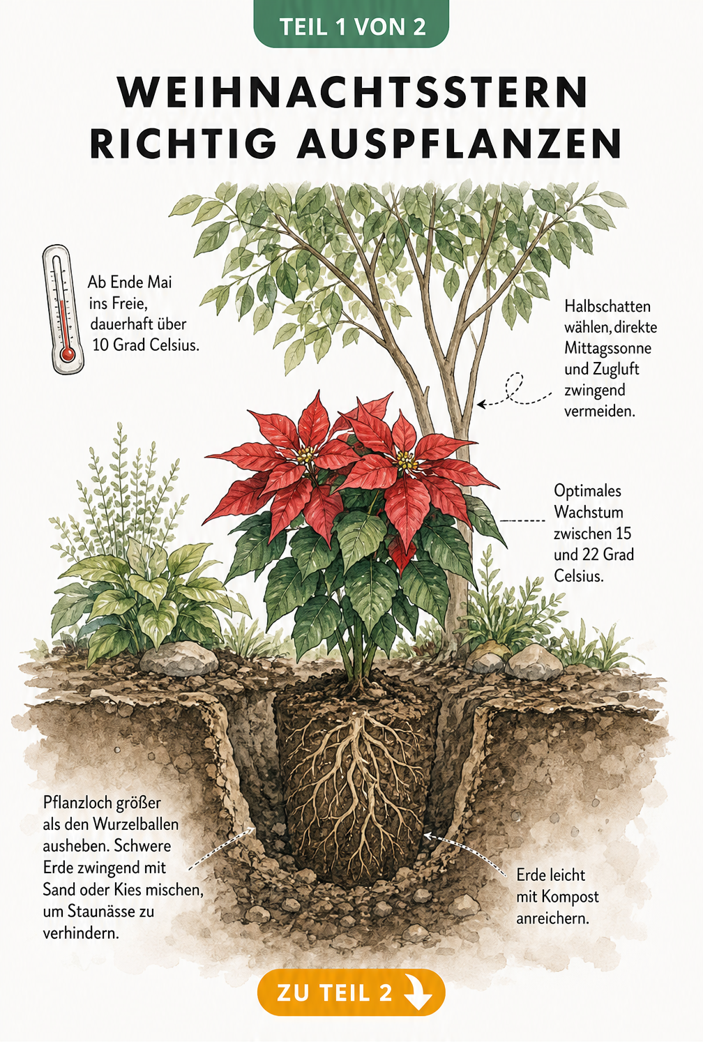 Illustration eines Weihnachtssterns im Gartenbeet mit Hinweisen zu Standort, Temperatur und Bodenbeschaffenheit