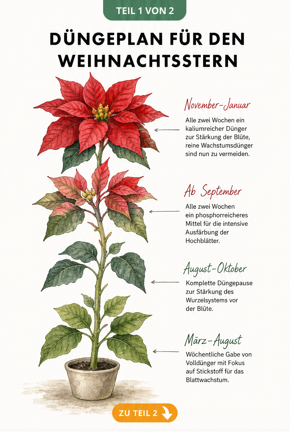Aquarell-Illustration eines Weihnachtssterns, die den Düngeplan im Jahresverlauf von März bis Januar zeigt.