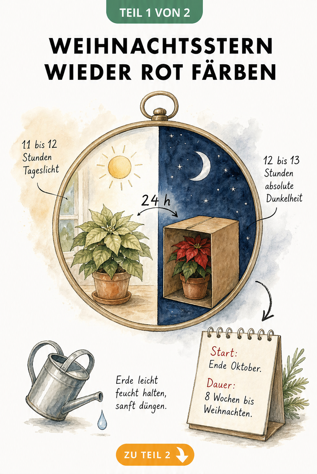 Illustration eines Weihnachtssterns im Tag-Nacht-Rhythmus mit Taschenuhr, Karton und Kalenderblatt