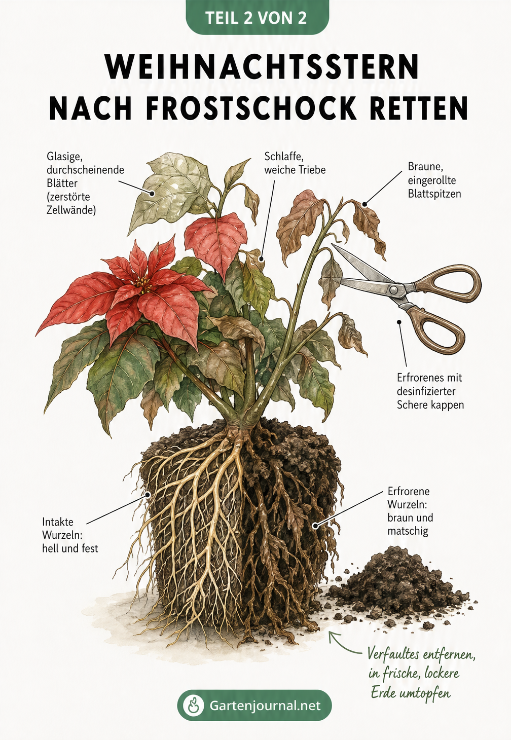 Botanische Zeichnung eines Weihnachtssterns mit Frostschäden an Blättern und Wurzeln sowie Tipps zum Abschneiden und Umtopfen