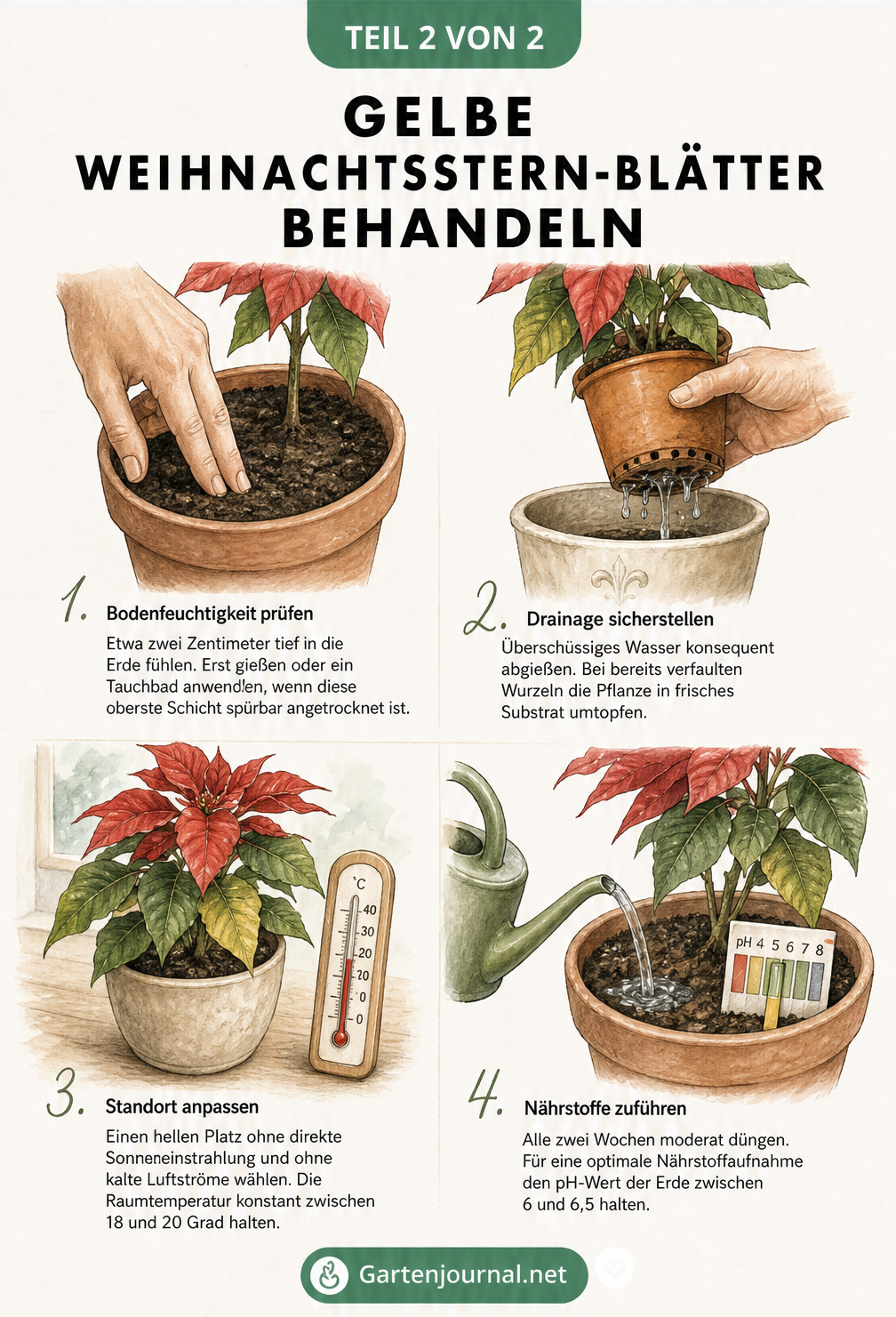 Vier Vignetten zeigen Maßnahmen gegen gelbe Blätter beim Weihnachtsstern: Bodenfeuchtigkeit prüfen, Drainage sicherstellen, Standort anpassen und Nährstoffe...