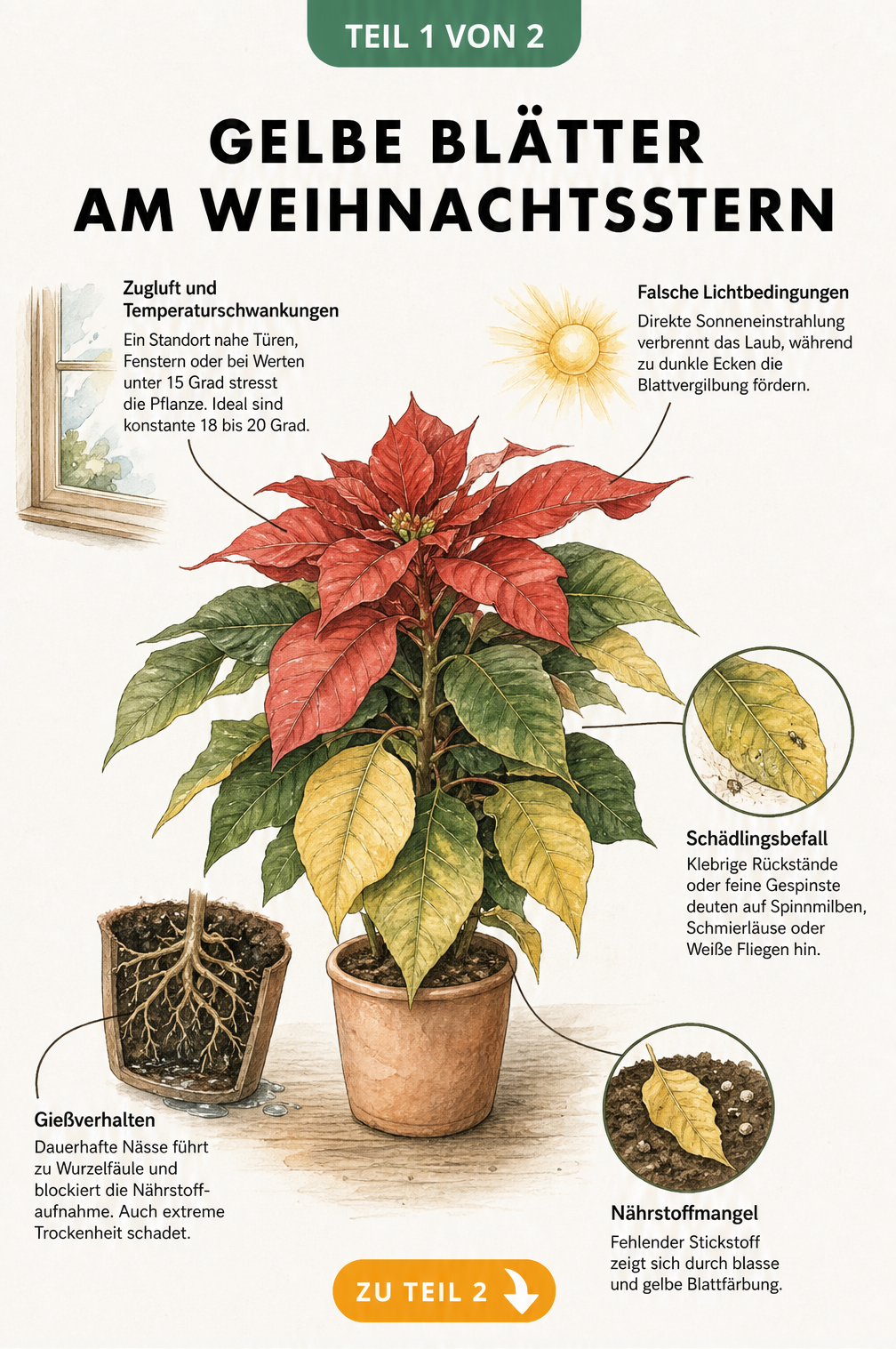 Illustration eines Weihnachtssterns mit gelben Blättern und Hinweisen zu Ursachen wie Zugluft, falschem Licht, Schädlingen, Gießverhalten und Nährstoffmangel
