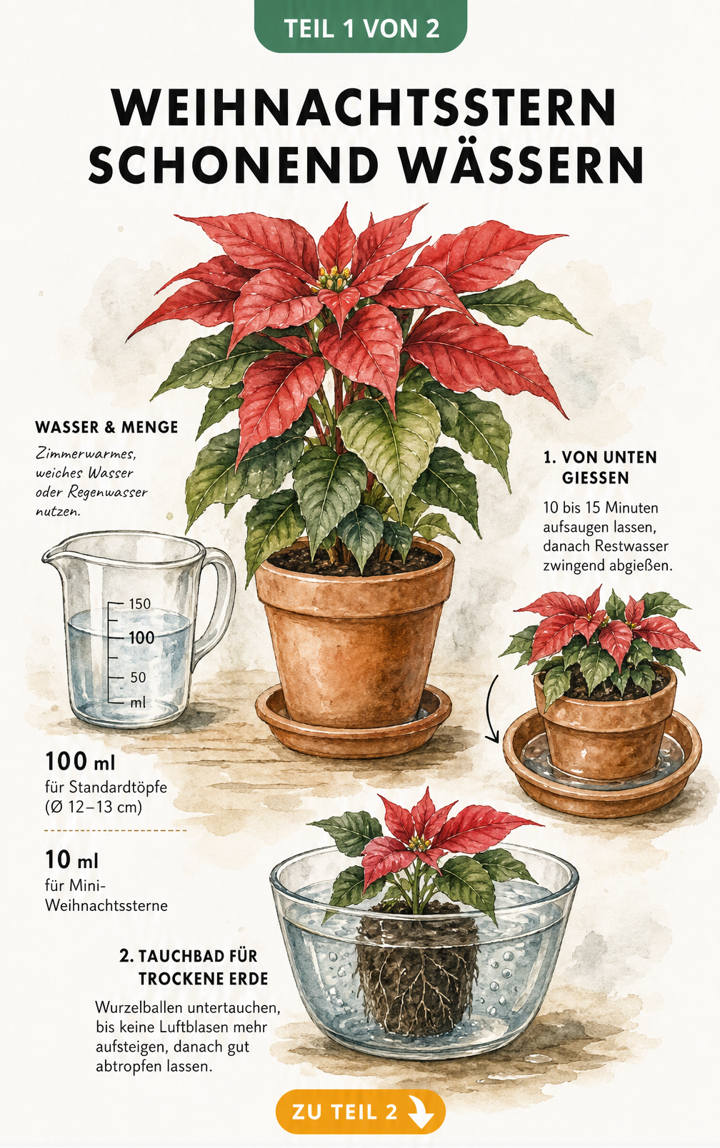 Illustration eines Weihnachtssterns im Terrakotta-Topf mit Messkanne und Skizzen zum Gießen von unten und Tauchbad