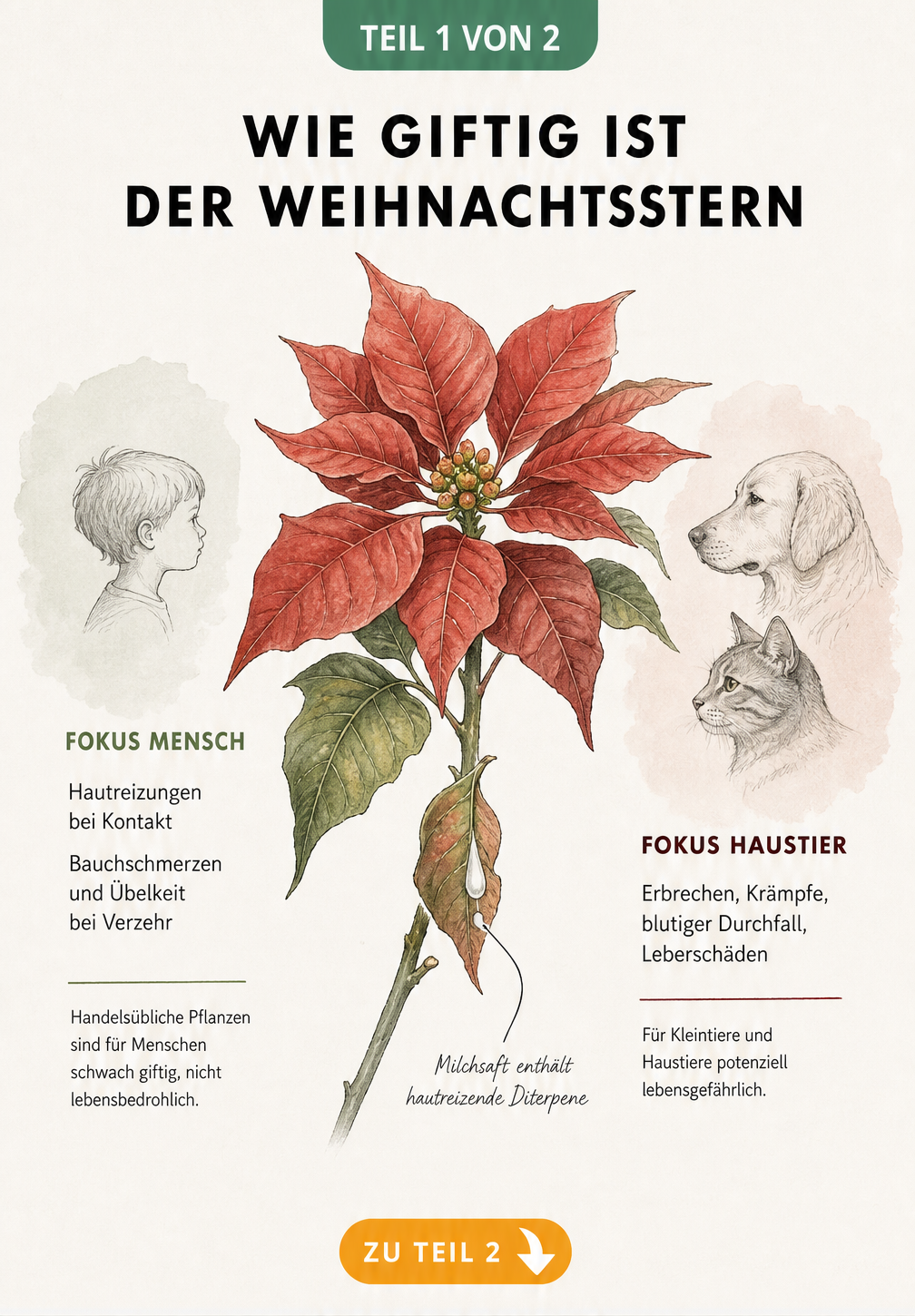 Botanische Illustration eines Weihnachtssterns mit austretendem Milchsaft und Gegenüberstellung der Giftigkeit für Mensch und Tier
