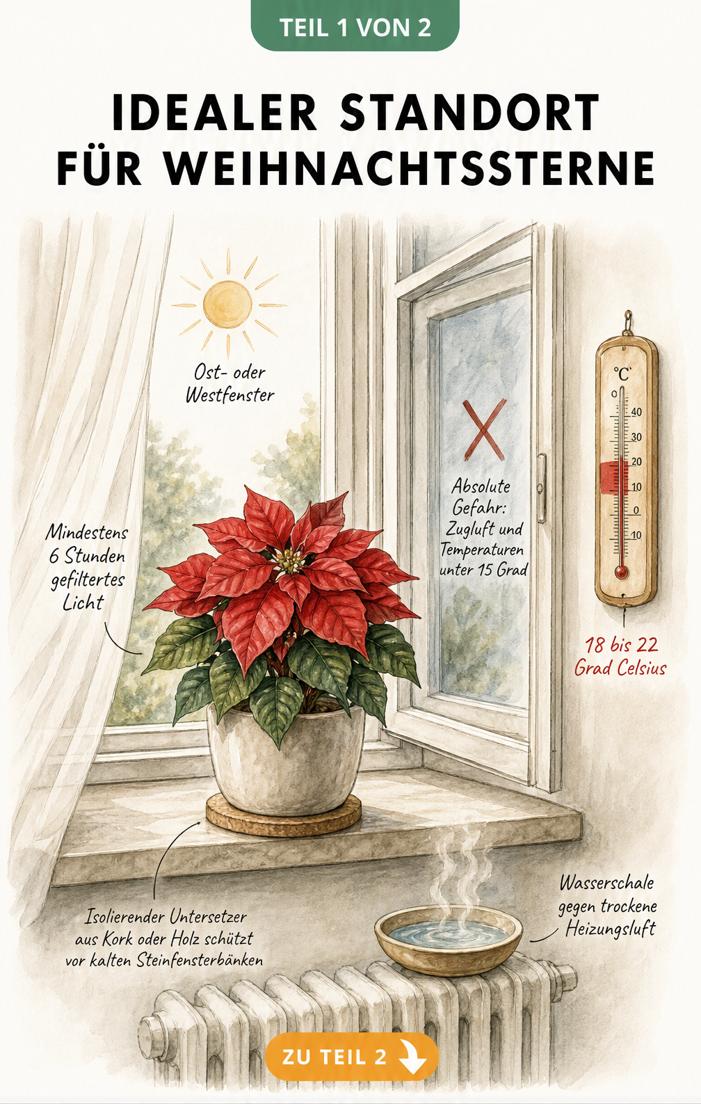 Illustration eines Weihnachtssterns auf einer Fensterbank mit Hinweisen zu Licht, Temperatur und Schutz vor Zugluft