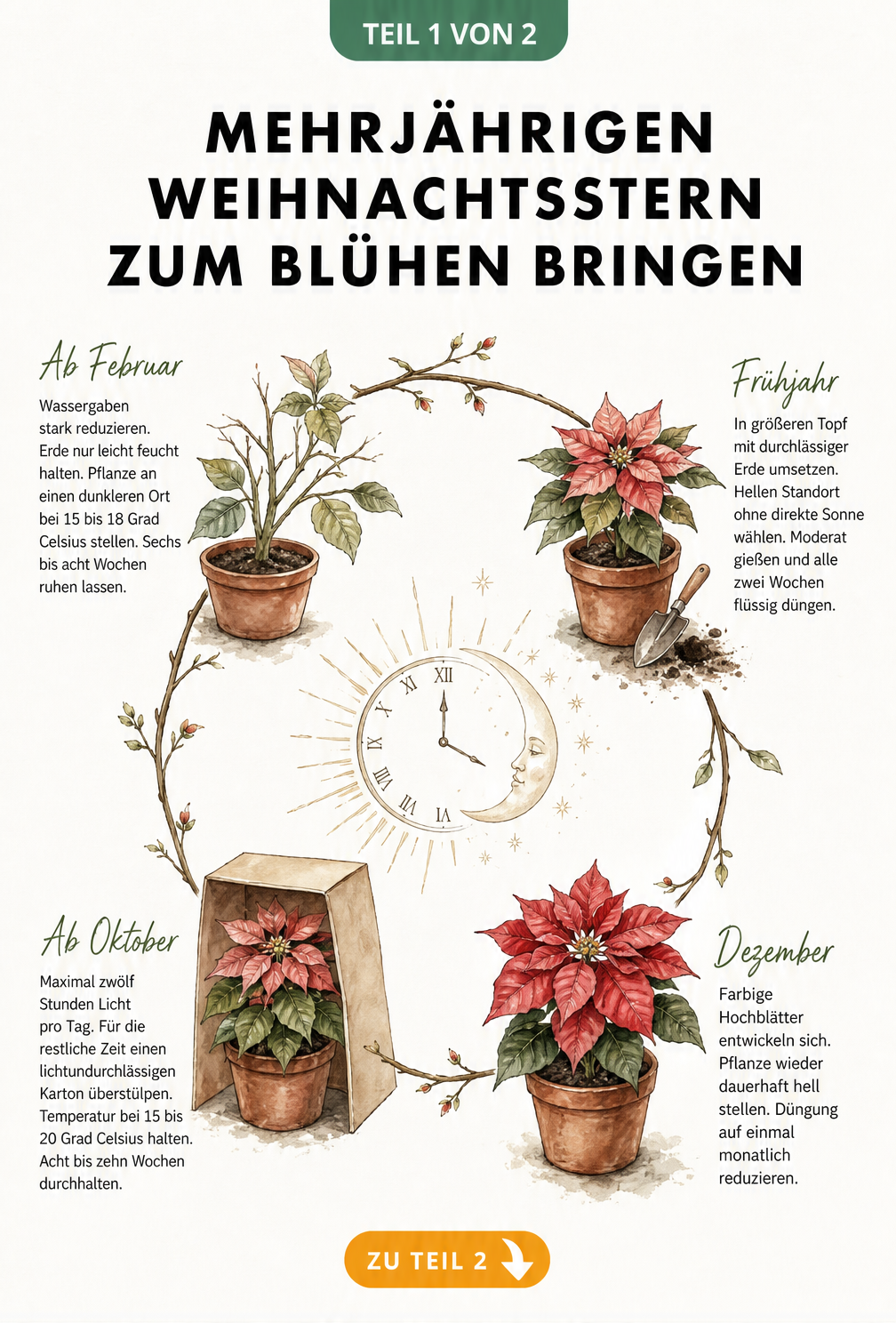 Botanische Illustration des Jahreskreislaufs eines mehrjährigen Weihnachtssterns mit Pflegehinweisen für Februar, Frühjahr, Oktober und Dezember.