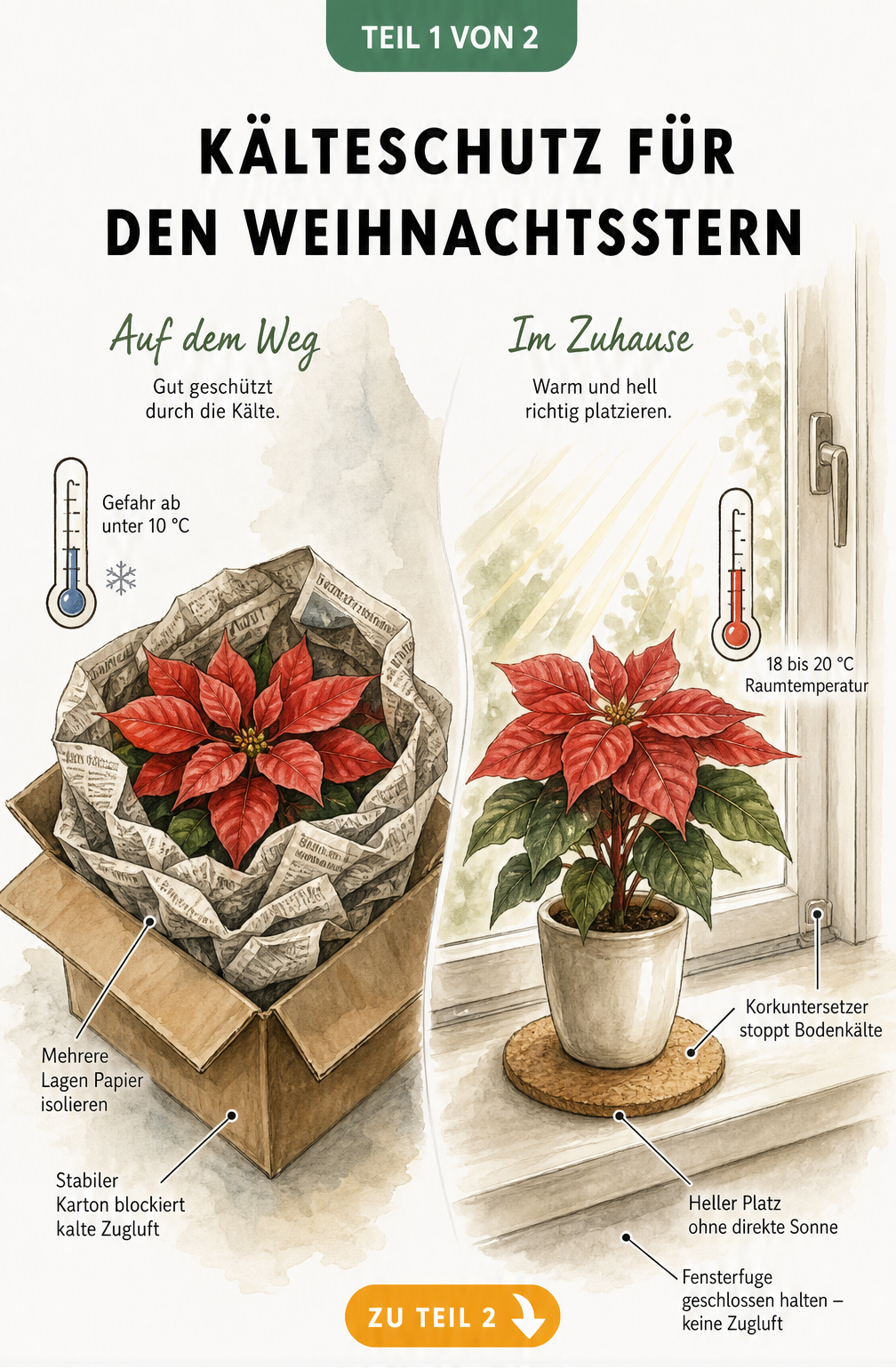 Illustration eines Weihnachtssterns im Karton mit Zeitungspapier isoliert bei unter 10 Grad und auf einer Fensterbank mit Korkuntersetzer bei 18 bis 20 Grad