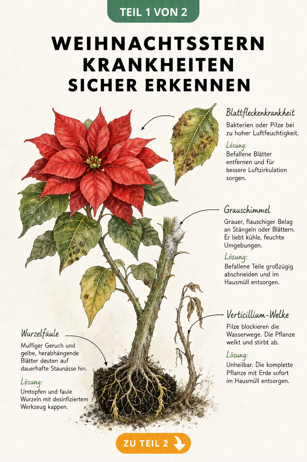 Botanische Illustration eines kranken Weihnachtssterns mit Schadbildern wie Wurzelfäule, Grauschimmel, Blattfleckenkrankheit und Verticillium-Welke