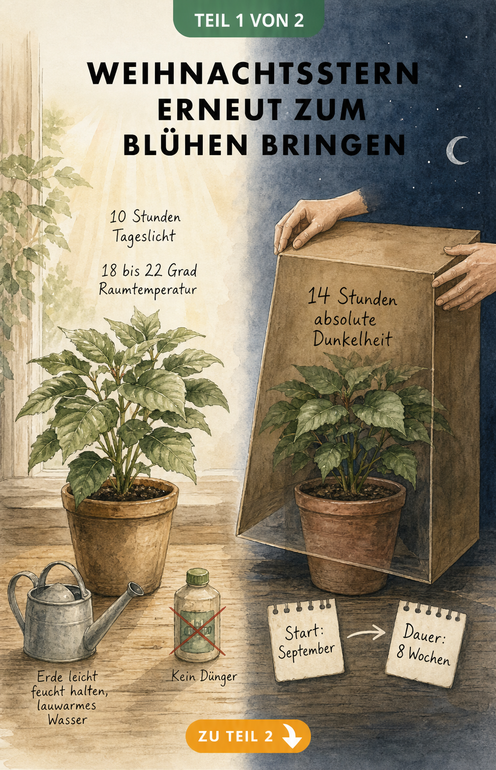 Illustration eines Weihnachtssterns in der Kurztagphase mit 10 Stunden Tageslicht und 14 Stunden Dunkelheit unter einem Pappkarton