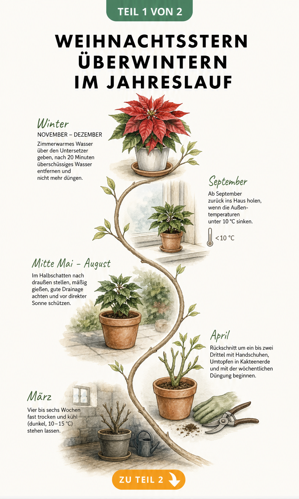 Illustration der Pflegephasen eines Weihnachtssterns im Jahreslauf von der Ruhephase im März bis zur Blüte im Winter