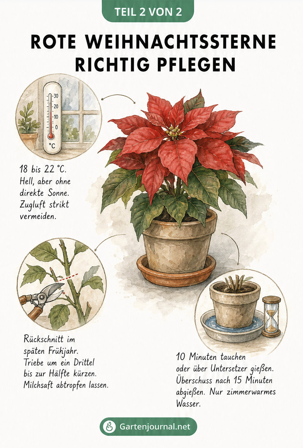 Skizze zur Pflege eines roten Weihnachtssterns mit Thermometer, Wasserbad und Gartenschere