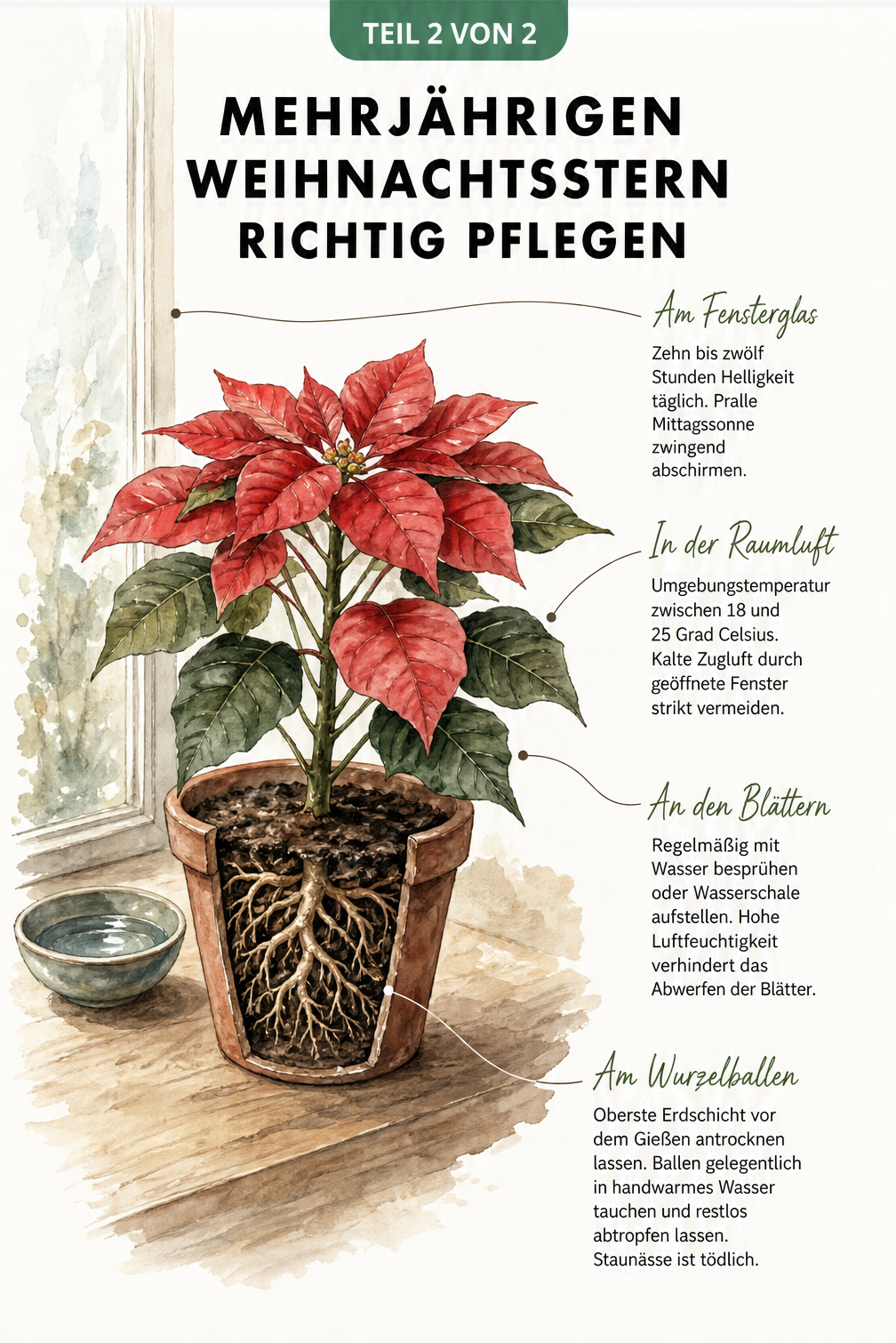 Querschnitt-Illustration eines Weihnachtssterns auf der Fensterbank mit Hinweisen zu Licht, Temperatur, Luftfeuchtigkeit und Bewässerung.