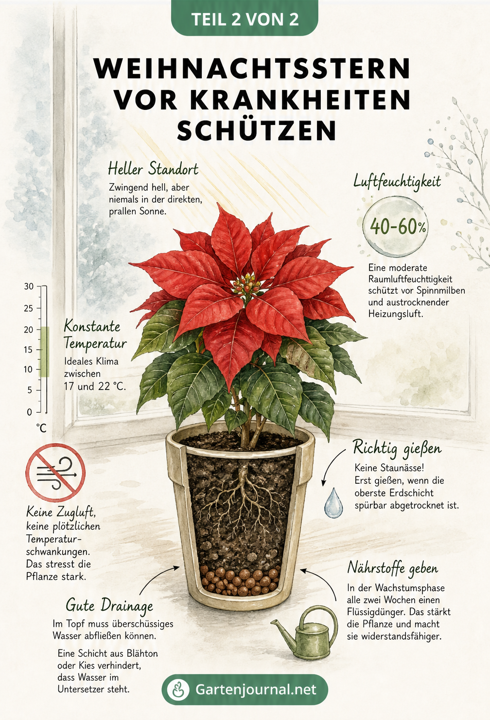 Schnittbild eines gesunden Weihnachtssterns auf der Fensterbank mit idealen Pflegebedingungen wie Temperatur, Licht und Bewässerung