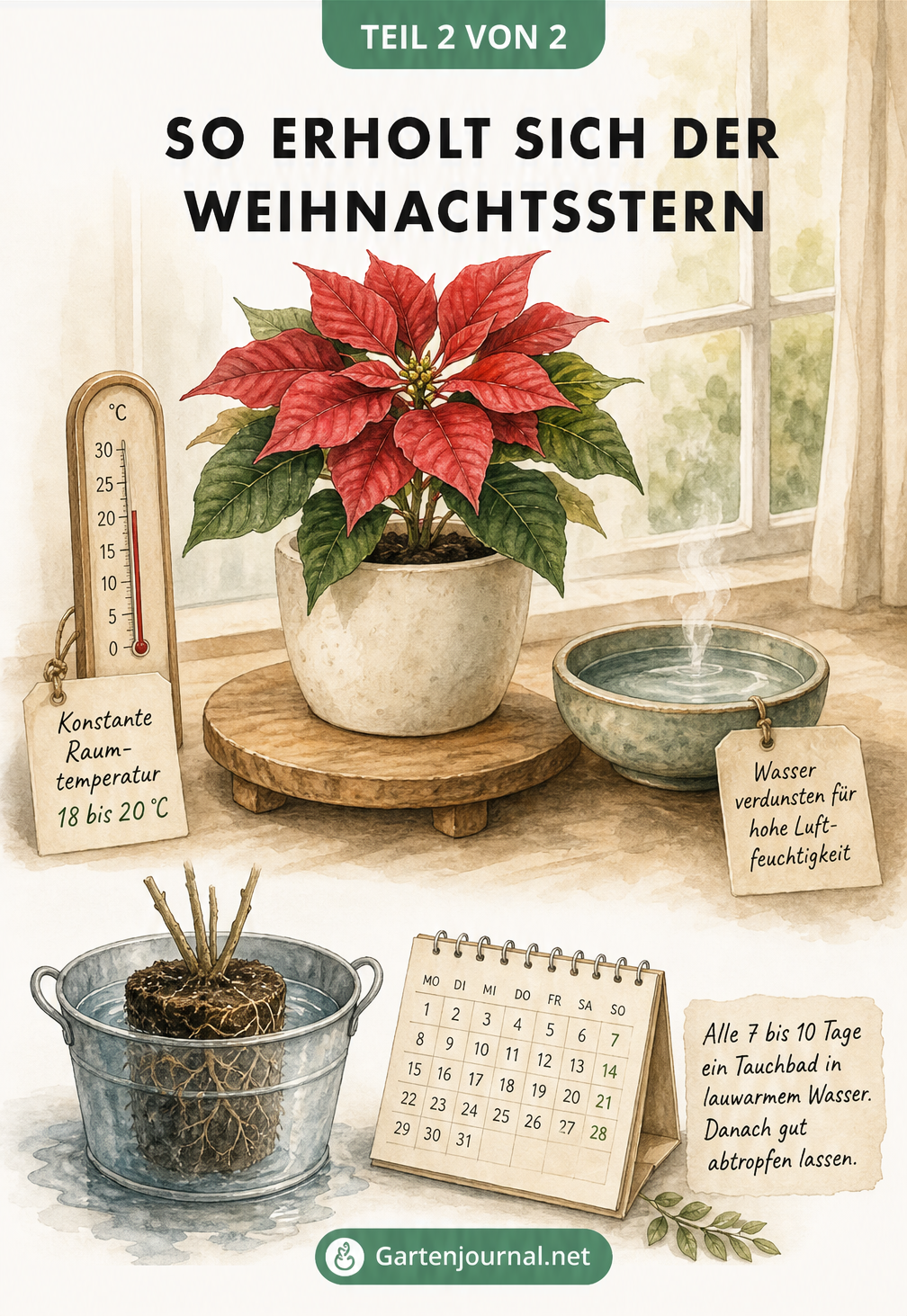Aquarell-Zeichnung eines gesunden Weihnachtssterns mit Pflegetipps: konstante Raumtemperatur, Wasserschale für Luftfeuchtigkeit und Tauchbad-Methode.