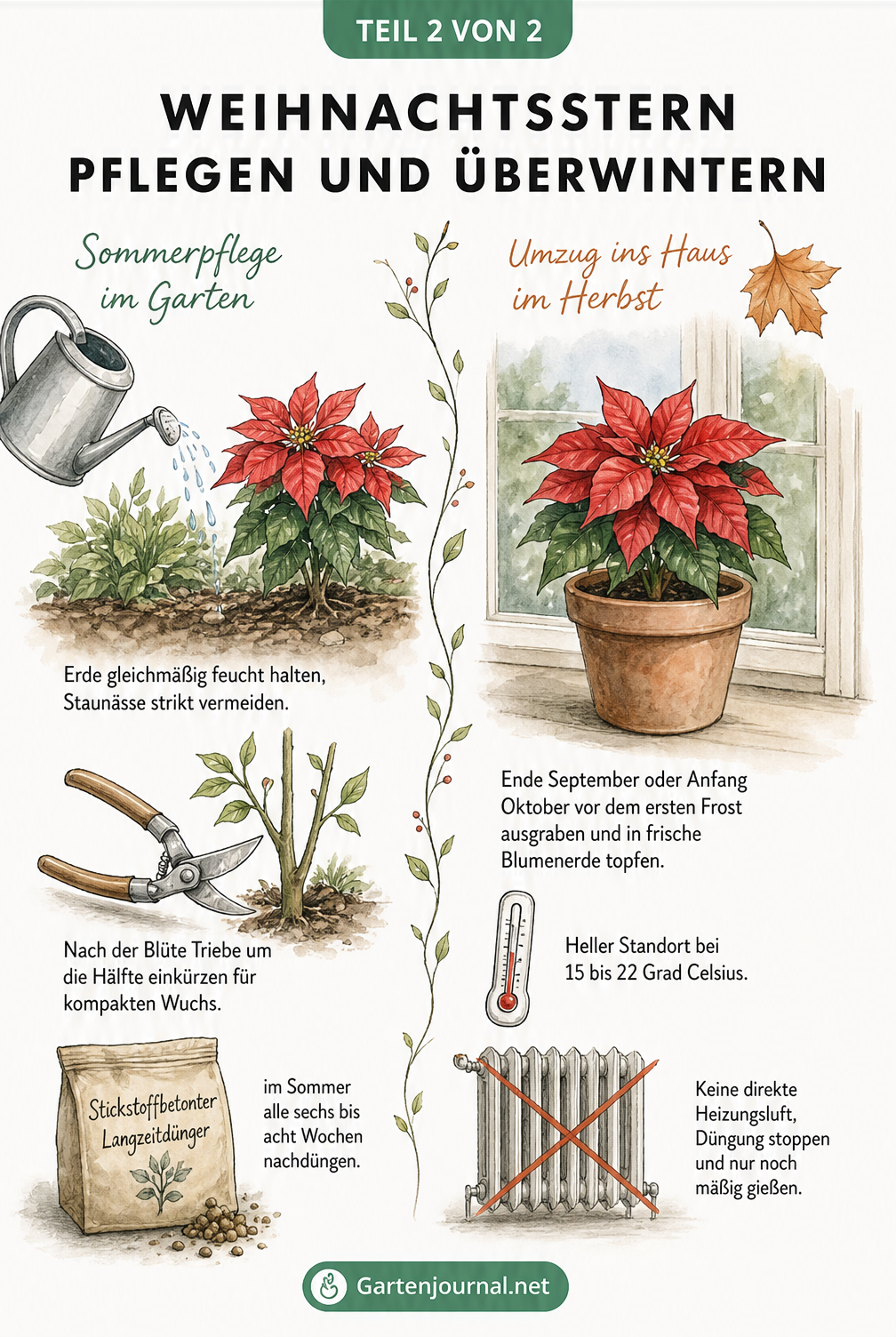 Illustration zur Pflege des Weihnachtssterns im Sommer und zur Überwinterung im Haus