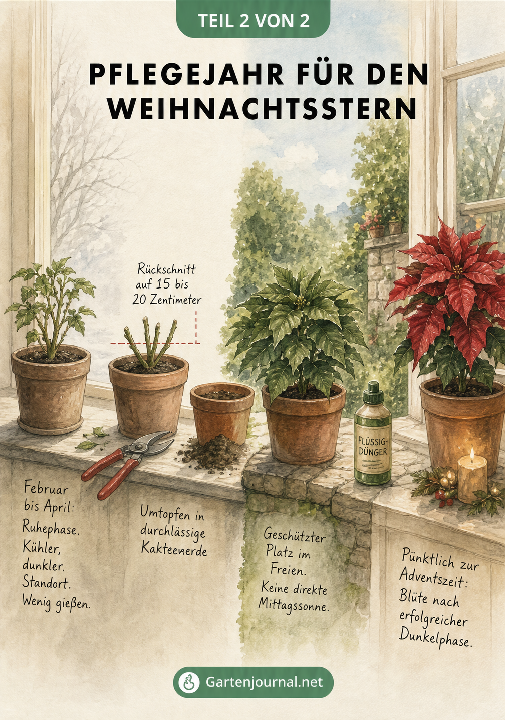 Illustration des Pflegejahres eines Weihnachtssterns von der Ruhephase im Frühjahr über den Rückschnitt bis zur Blüte im Winter