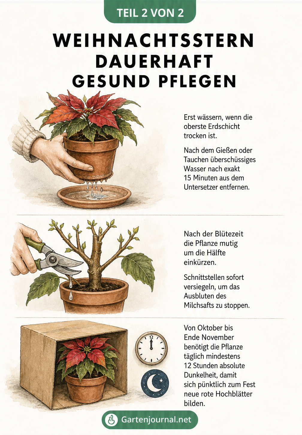 Illustration zur Pflege des Weihnachtssterns mit Gießmethode, Rückschnitt und Verdunkelung für neue rote Blätter