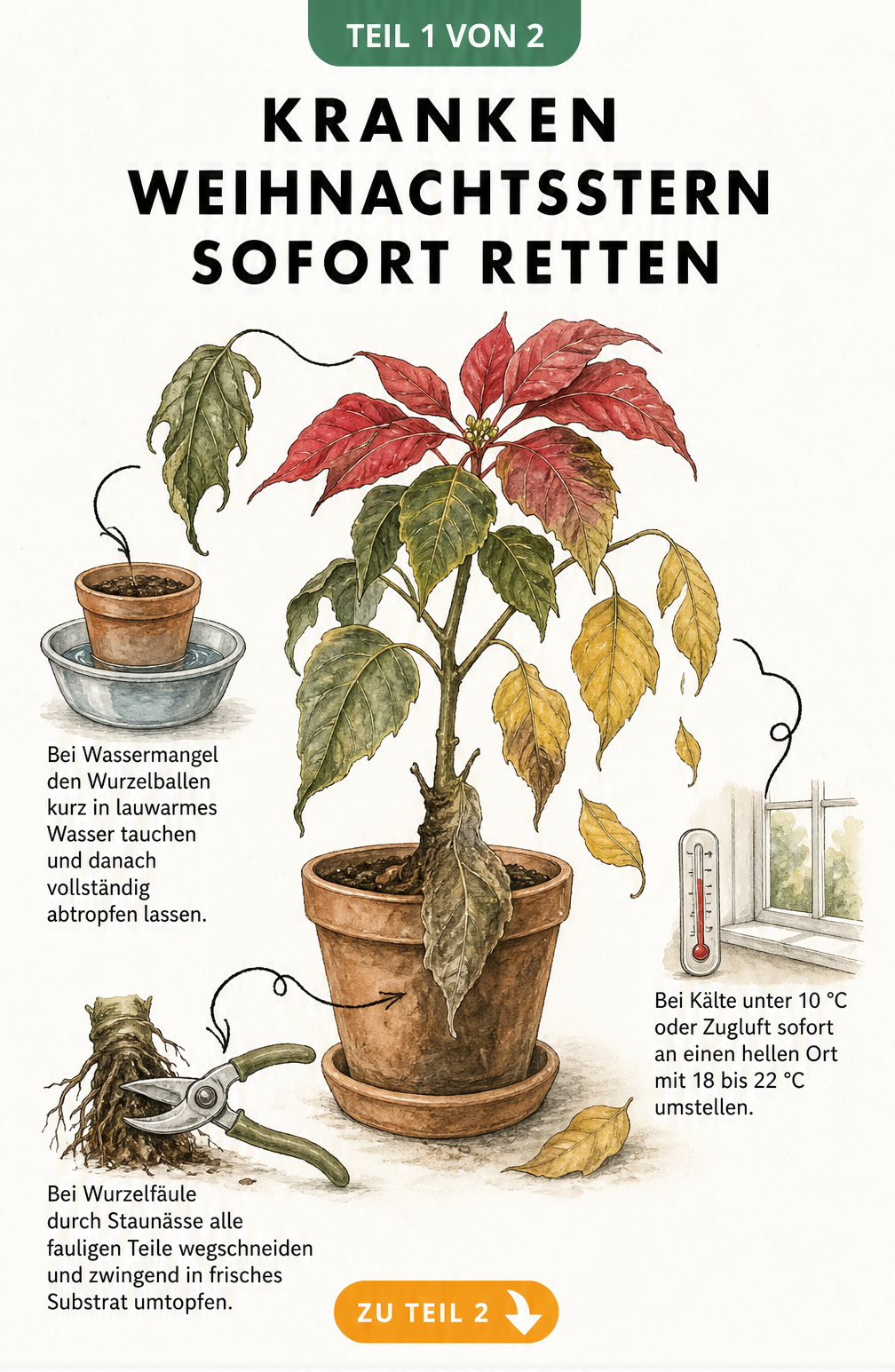 Illustration eines kranken Weihnachtssterns mit Schadbildern wie schlaffen Blättern und Wurzelfäule sowie den passenden Rettungsmaßnahmen