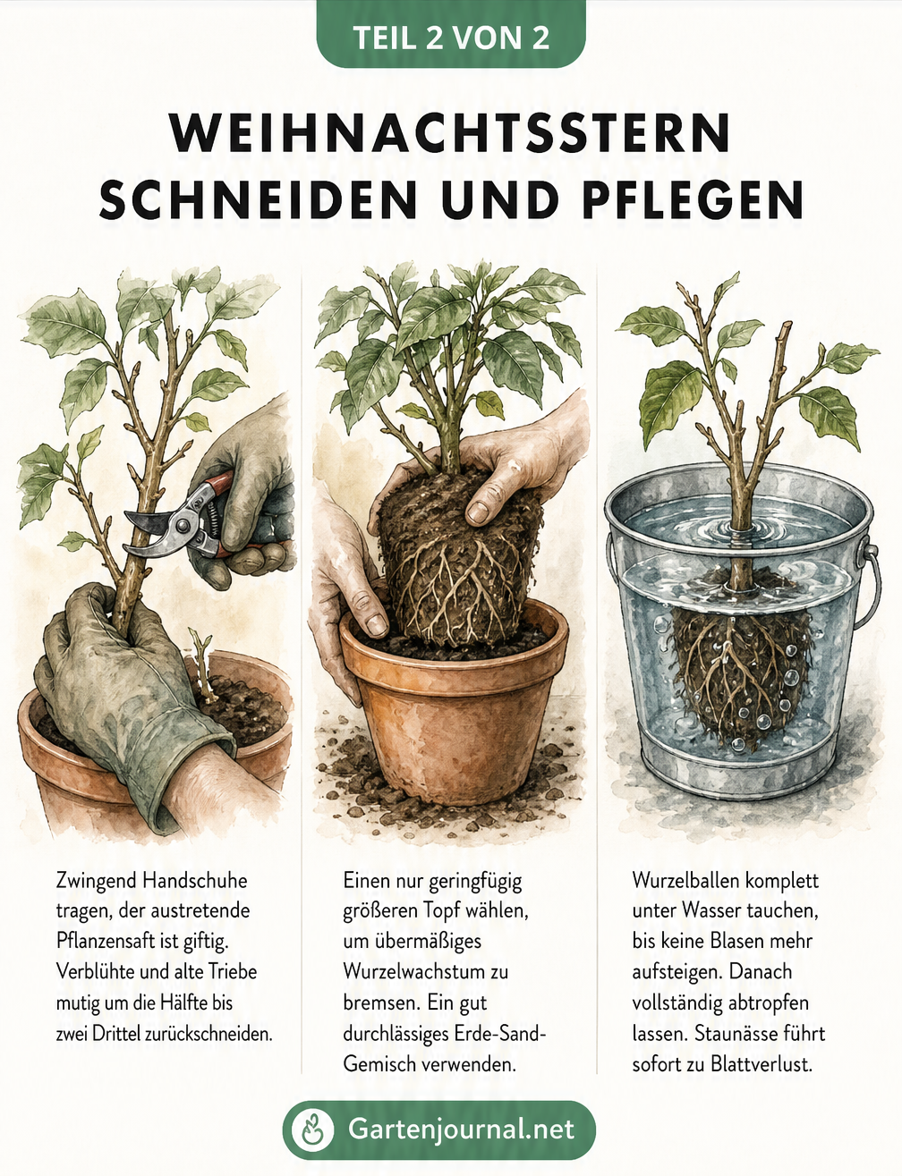 Aquarell-Illustrationen zum Schneiden, Umtopfen und Gießen eines Weihnachtssterns