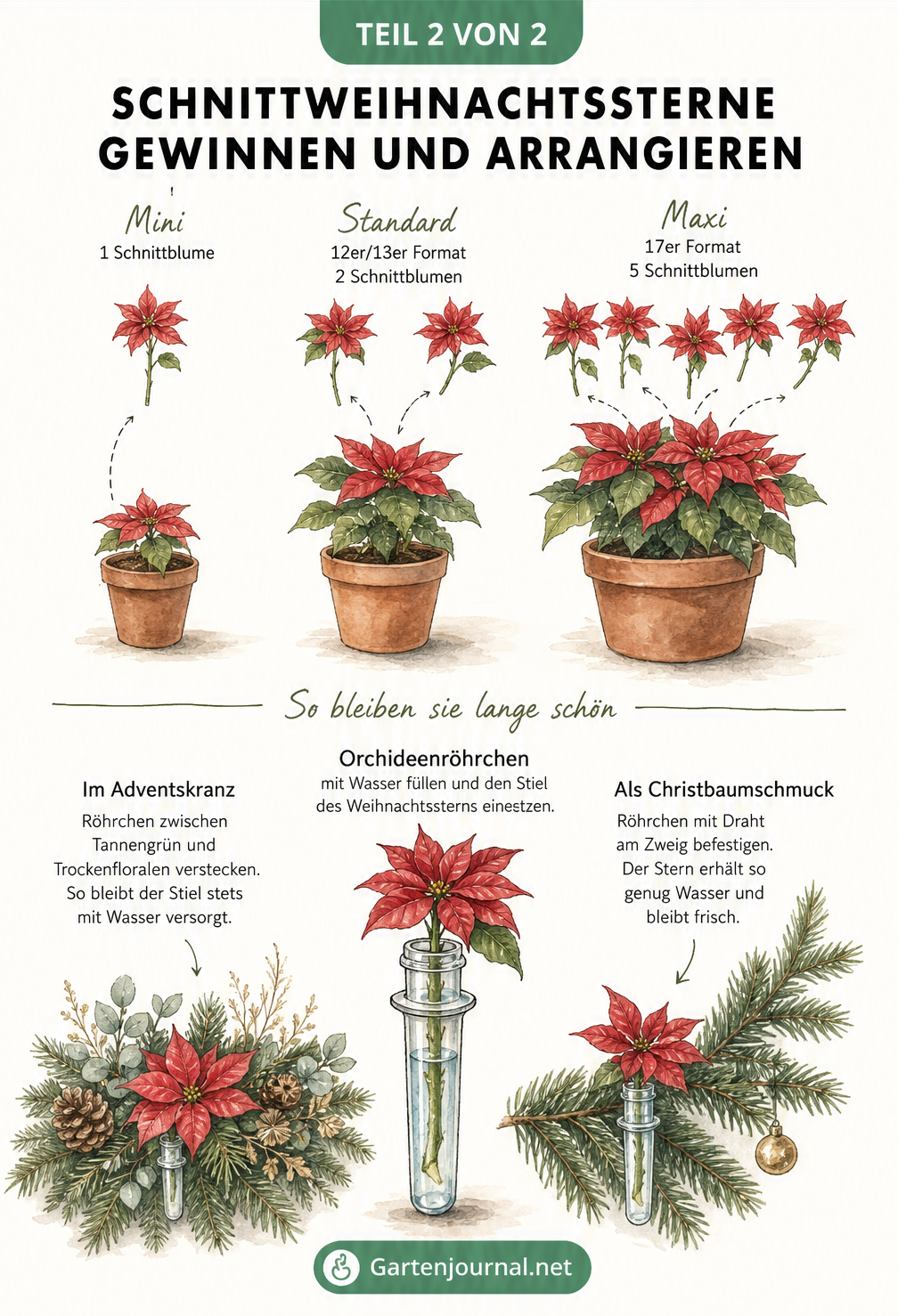 Skizze von Weihnachtssternen in Töpfen und deren Verwendung in Orchideenröhrchen für Adventskränze und Christbaumschmuck.