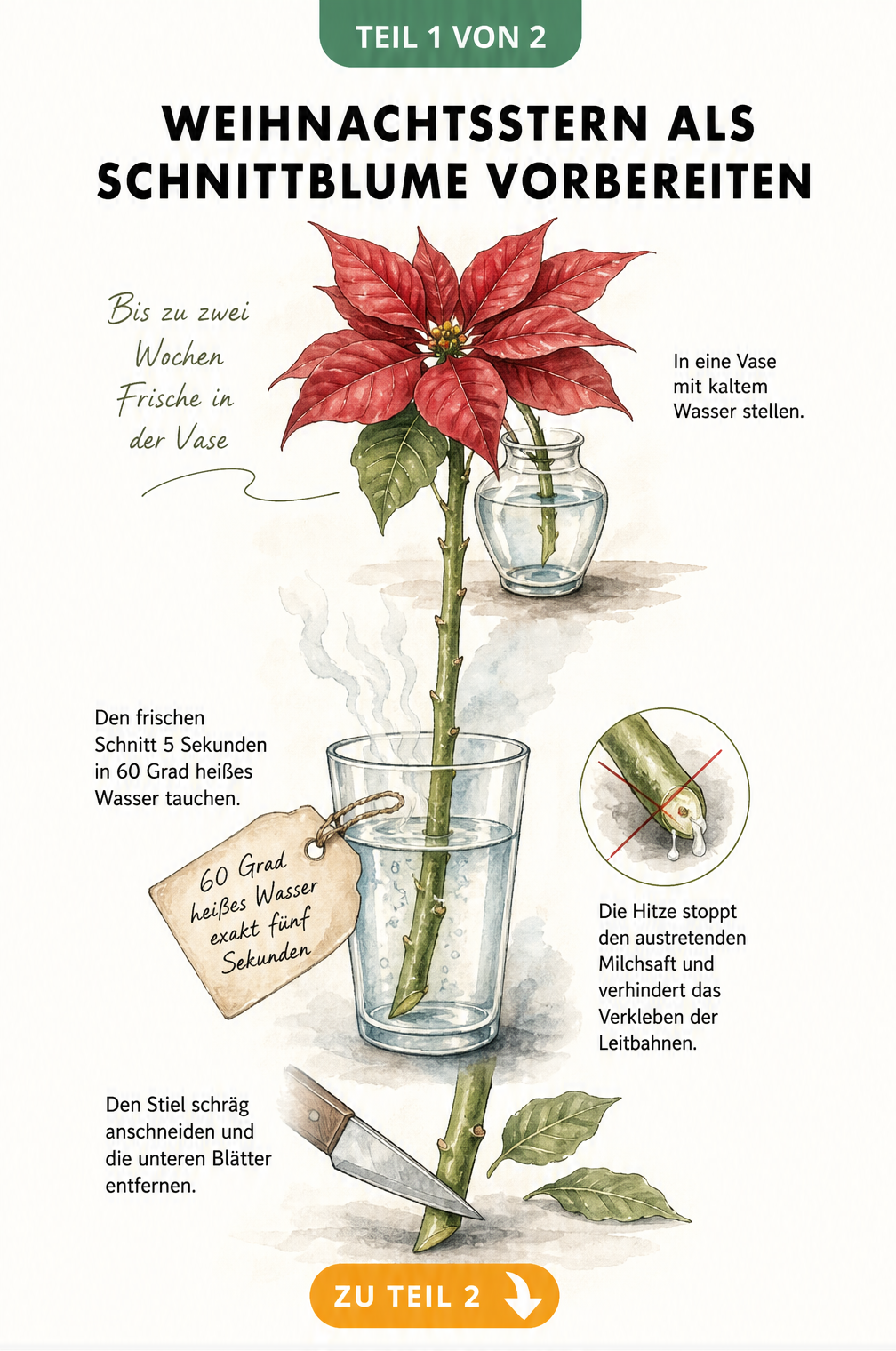 Illustration eines Weihnachtsstern-Stiels, der in 60 Grad heißes Wasser getaucht wird, um den Milchsaft zu stoppen.