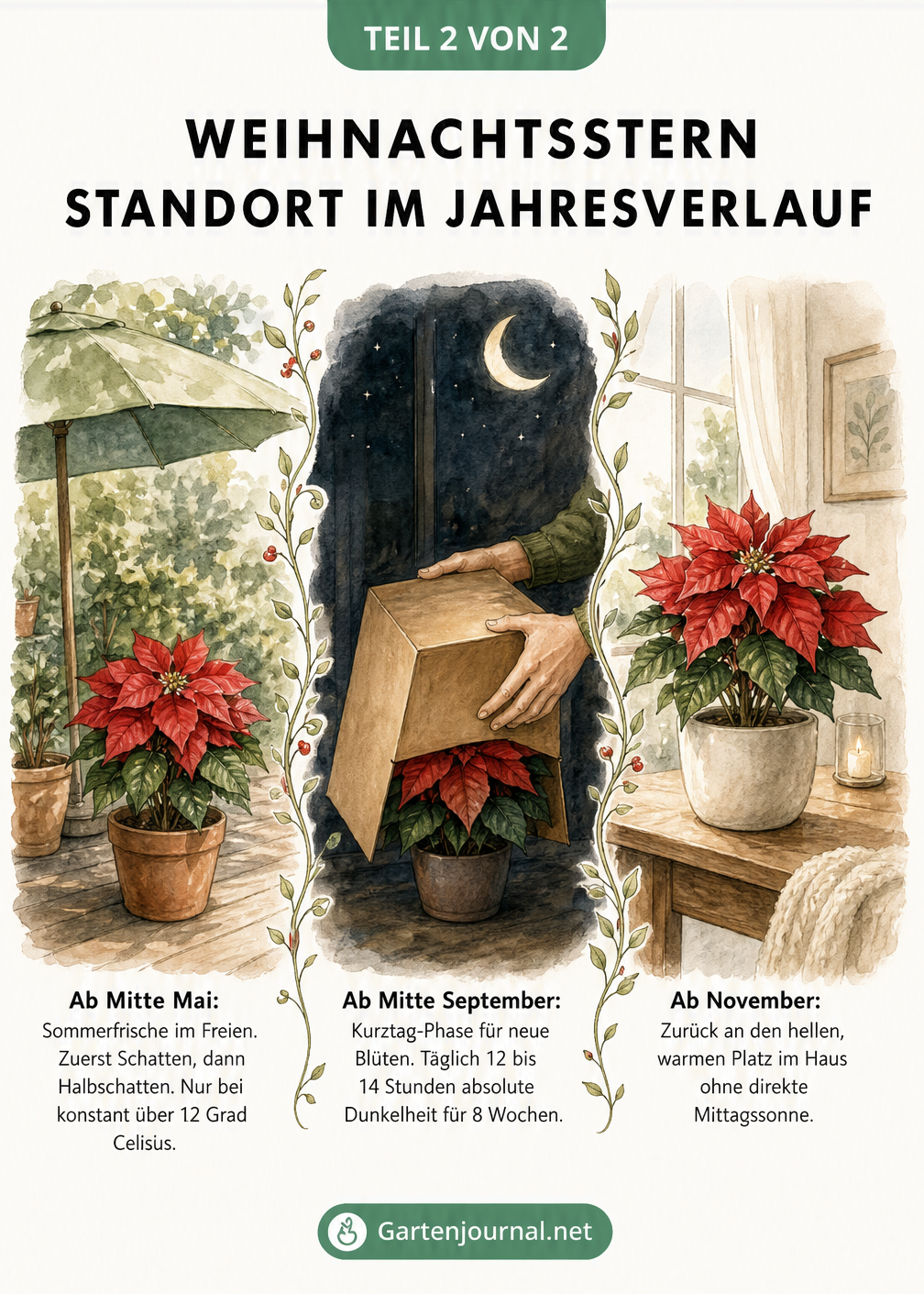 Drei Szenen zeigen den Weihnachtsstern im Jahresverlauf: Sommerfrische im Freien, Kurztag-Phase im Dunkeln und Blütezeit im Haus