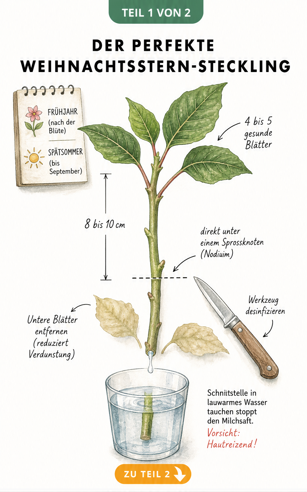 Botanische Illustration eines Weihnachtsstern-Stecklings mit Markierungen für Schnittlänge, Blattanzahl und Schnittstelle unter dem Nodium.